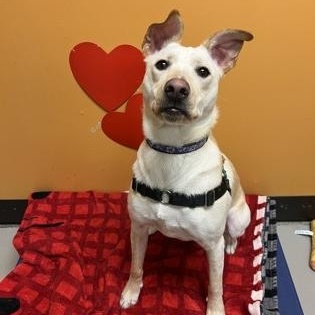Enlarge Freya and Mr. Milo, a ADOPTABLE Mixed Breed in Bellingham, WA image 2/5