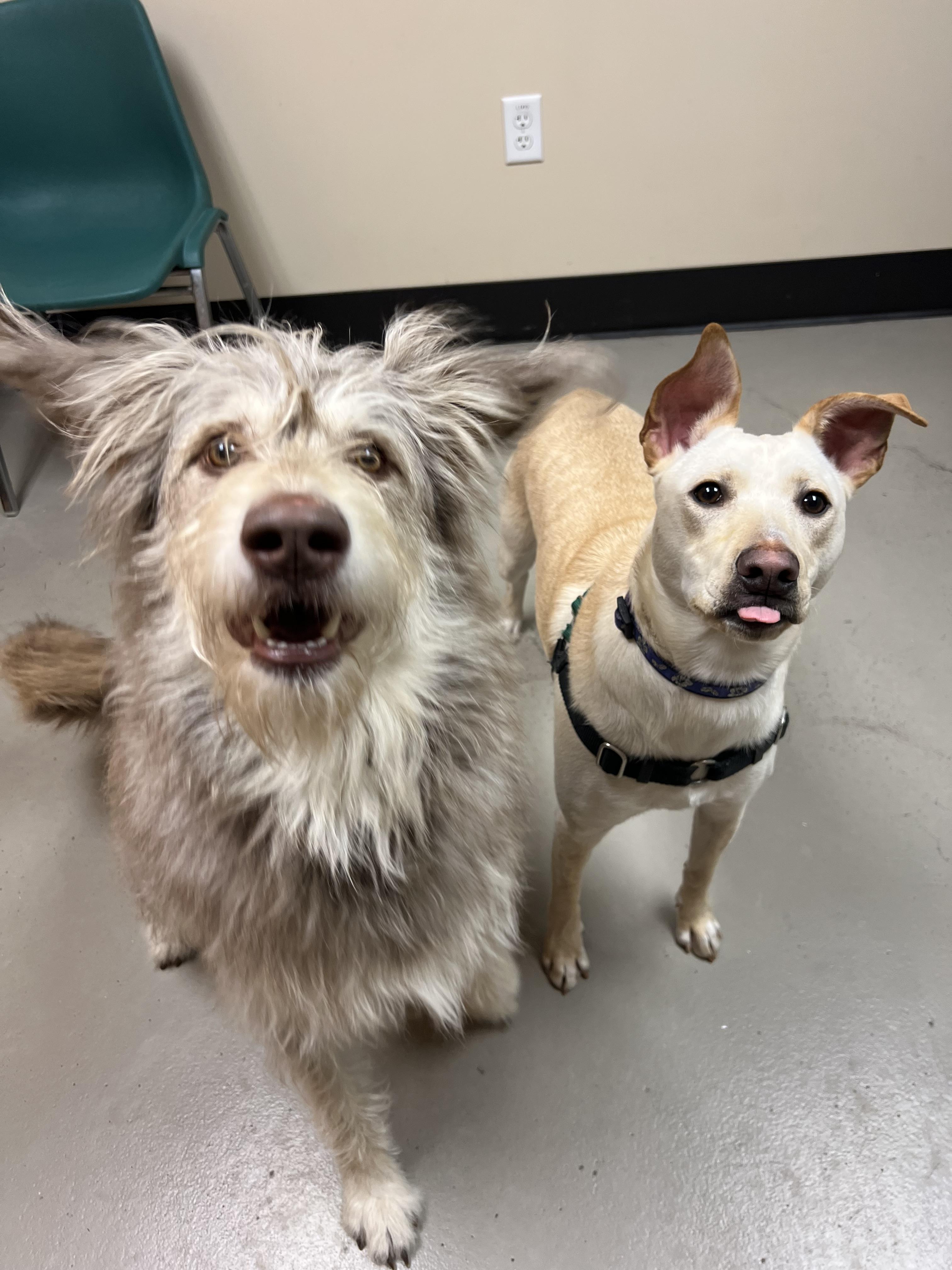 Enlarge Freya and Mr. Milo, a ADOPTABLE Mixed Breed in Bellingham, WA image 4/5