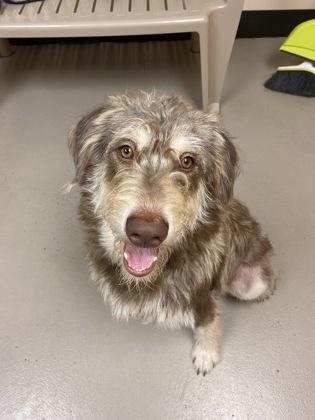 Enlarge Freya and Mr. Milo, a ADOPTABLE Mixed Breed in Bellingham, WA image 3/5
