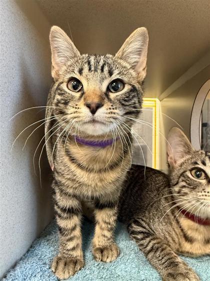 Karen (Purple), Adoptable, Young Female Domestic Short Hair & Domestic Short Hair.