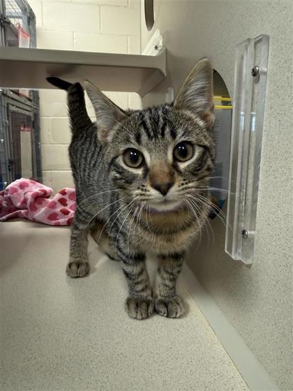 Enlarge Karen (Purple), a Adoptable mixed breed in Hutchinson, KS image 2/2