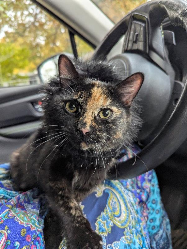 Enlarge Reese, a Adopted mixed breed in Niles, MI image 1/1