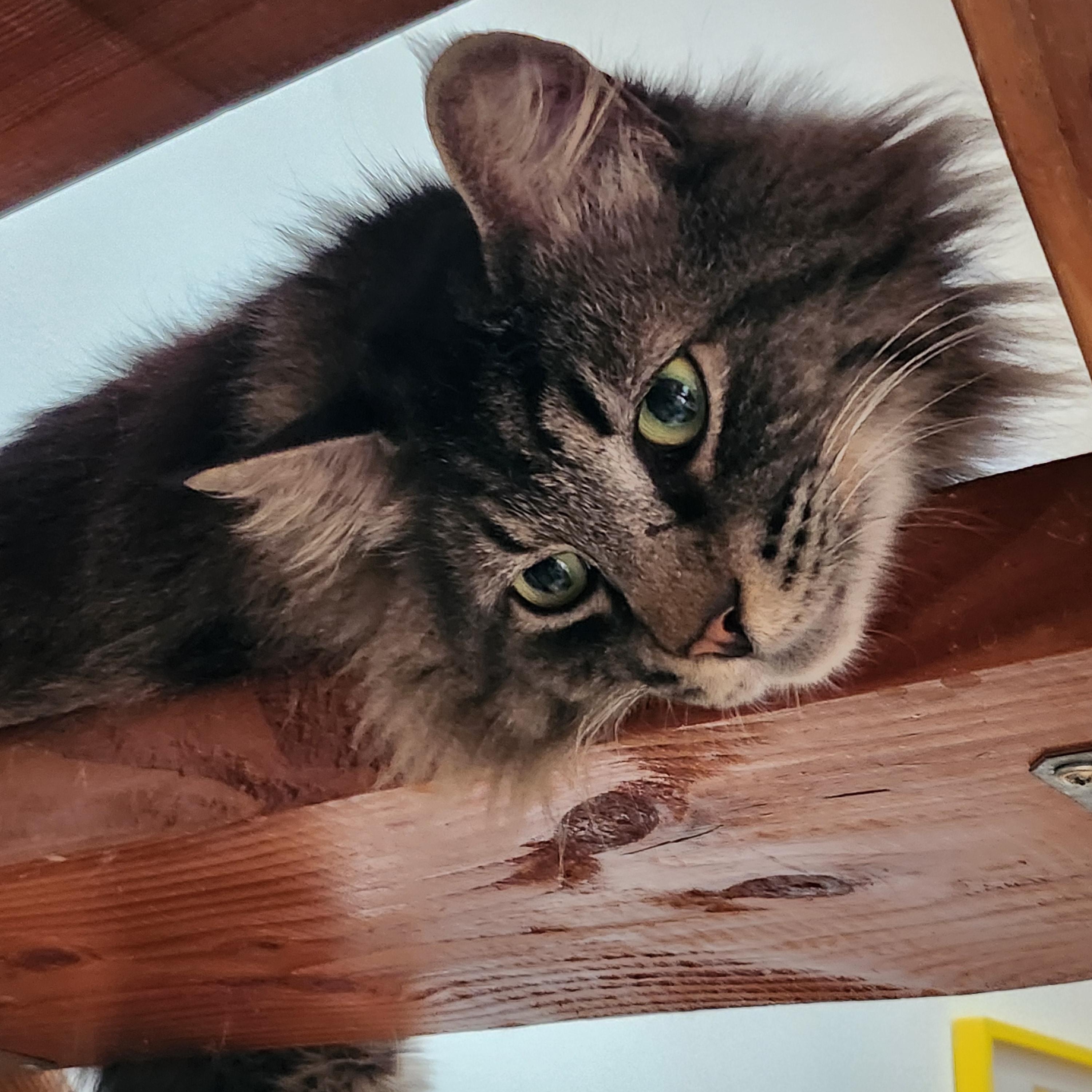 Felix, an adopted Maine Coon in Marin, CA image 5/5