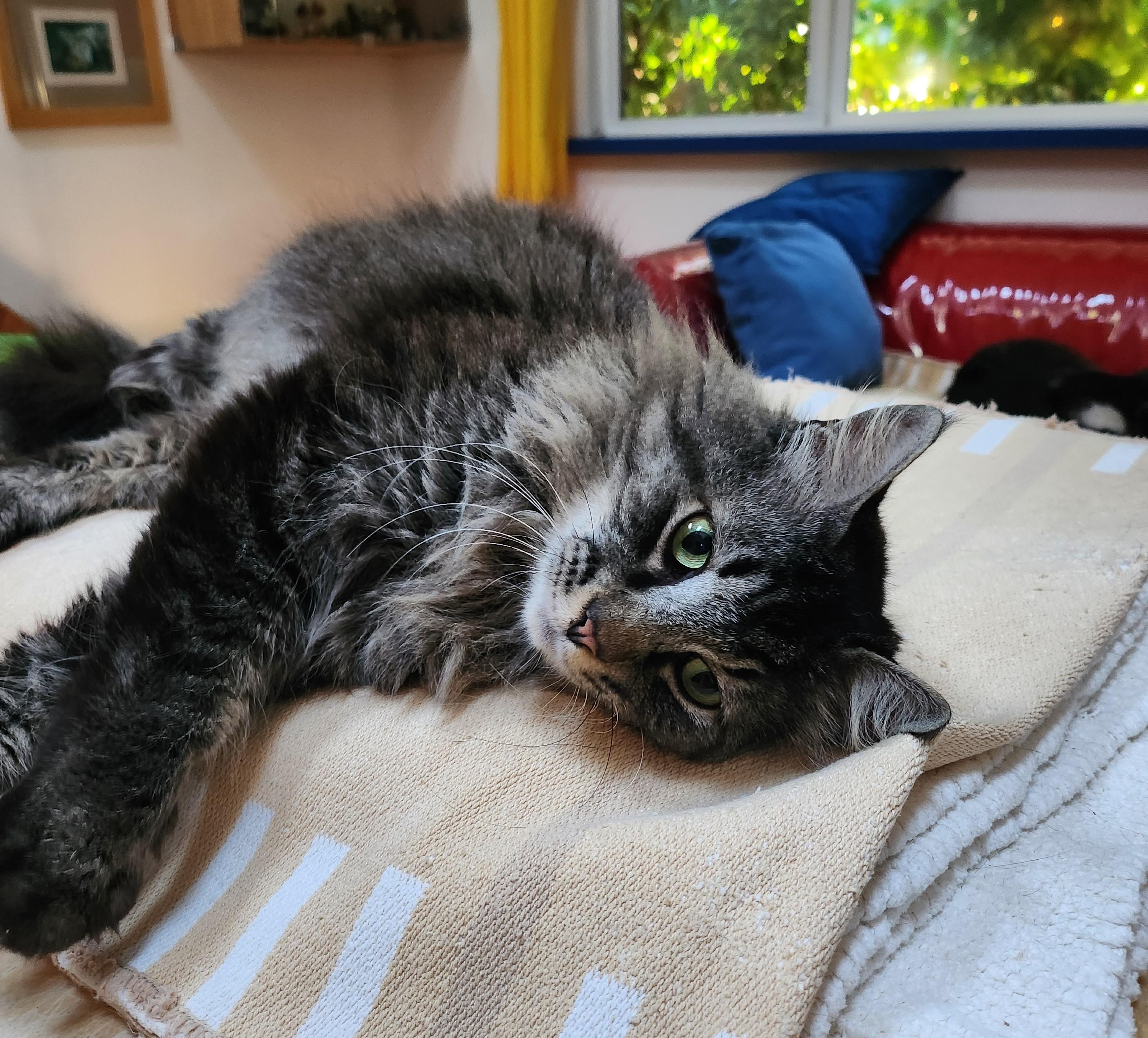 Felix, an adopted Maine Coon in Marin, CA image 2/5