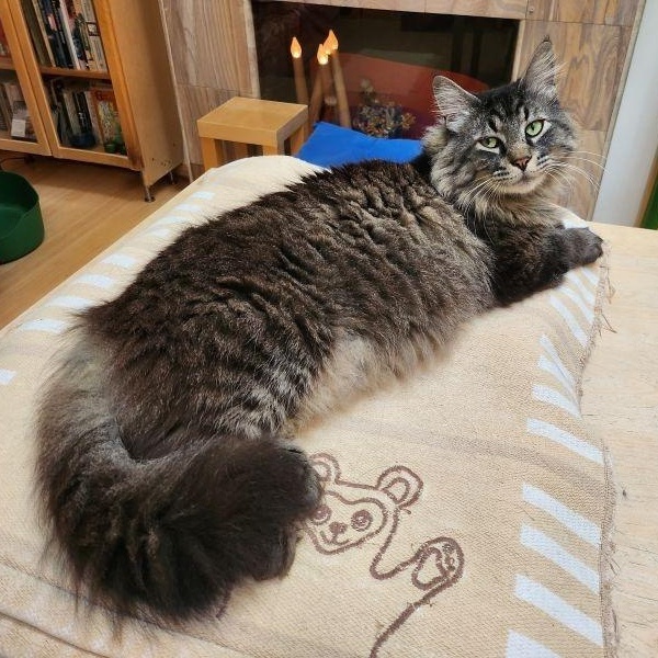 Felix, an adopted Maine Coon in Marin, CA image 3/5