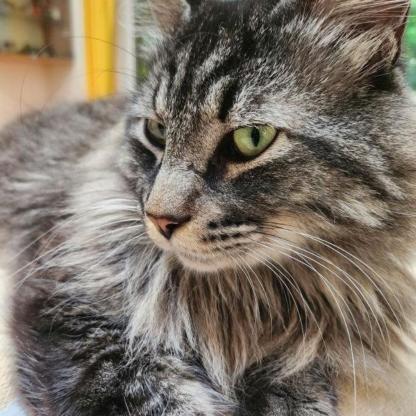 Felix, an adopted Maine Coon in Marin, CA image 1/5