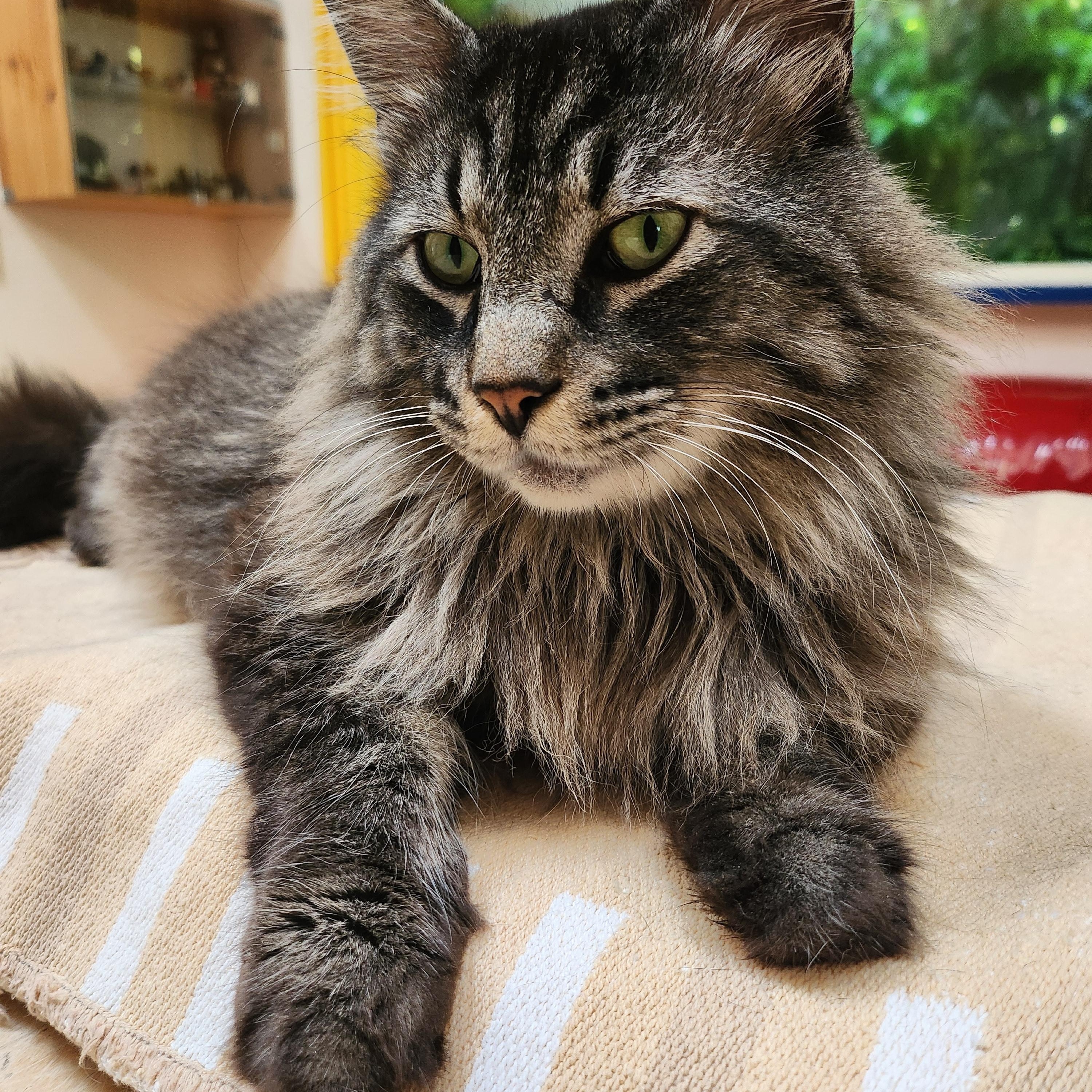 Felix, an adopted Maine Coon in Marin, CA image 4/5