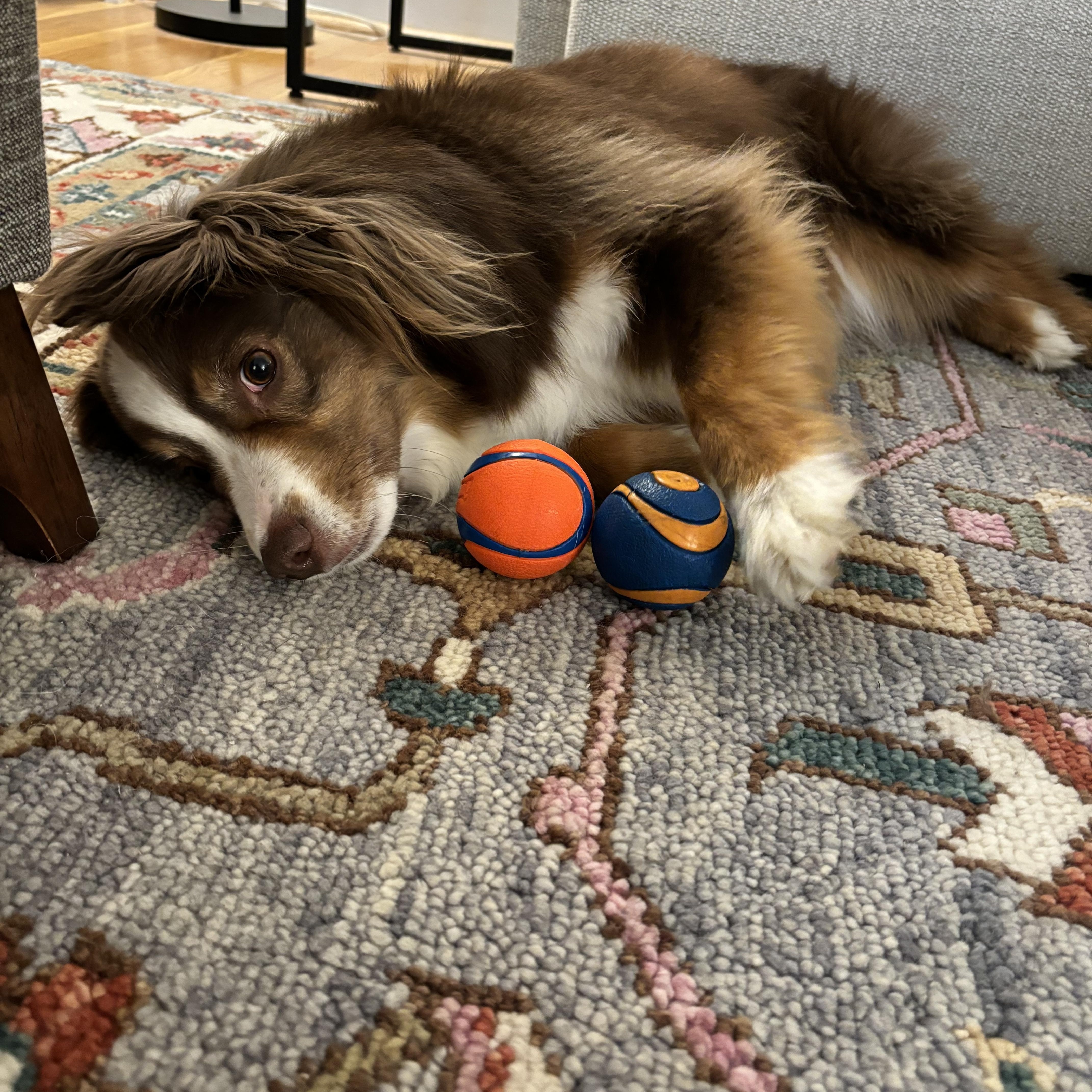 AIKO - COURTESY LISTING, a Adoptable Australian Shepherd in Richmond, VA image 2/3