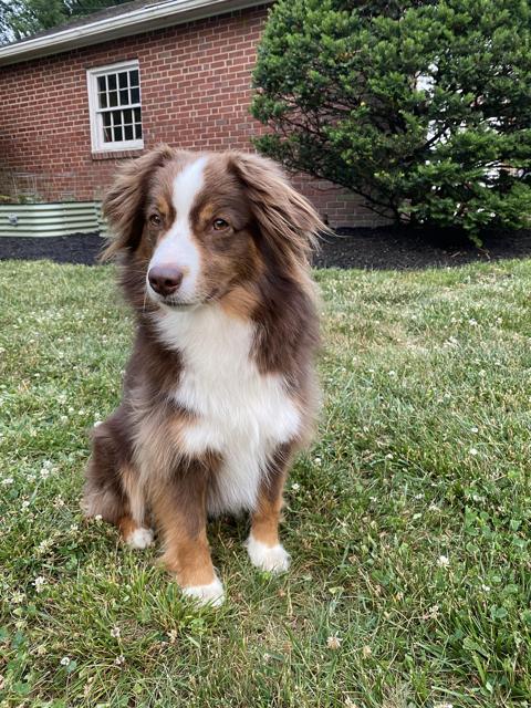 AIKO - COURTESY LISTING, a Adoptable Australian Shepherd in Richmond, VA image 1/3