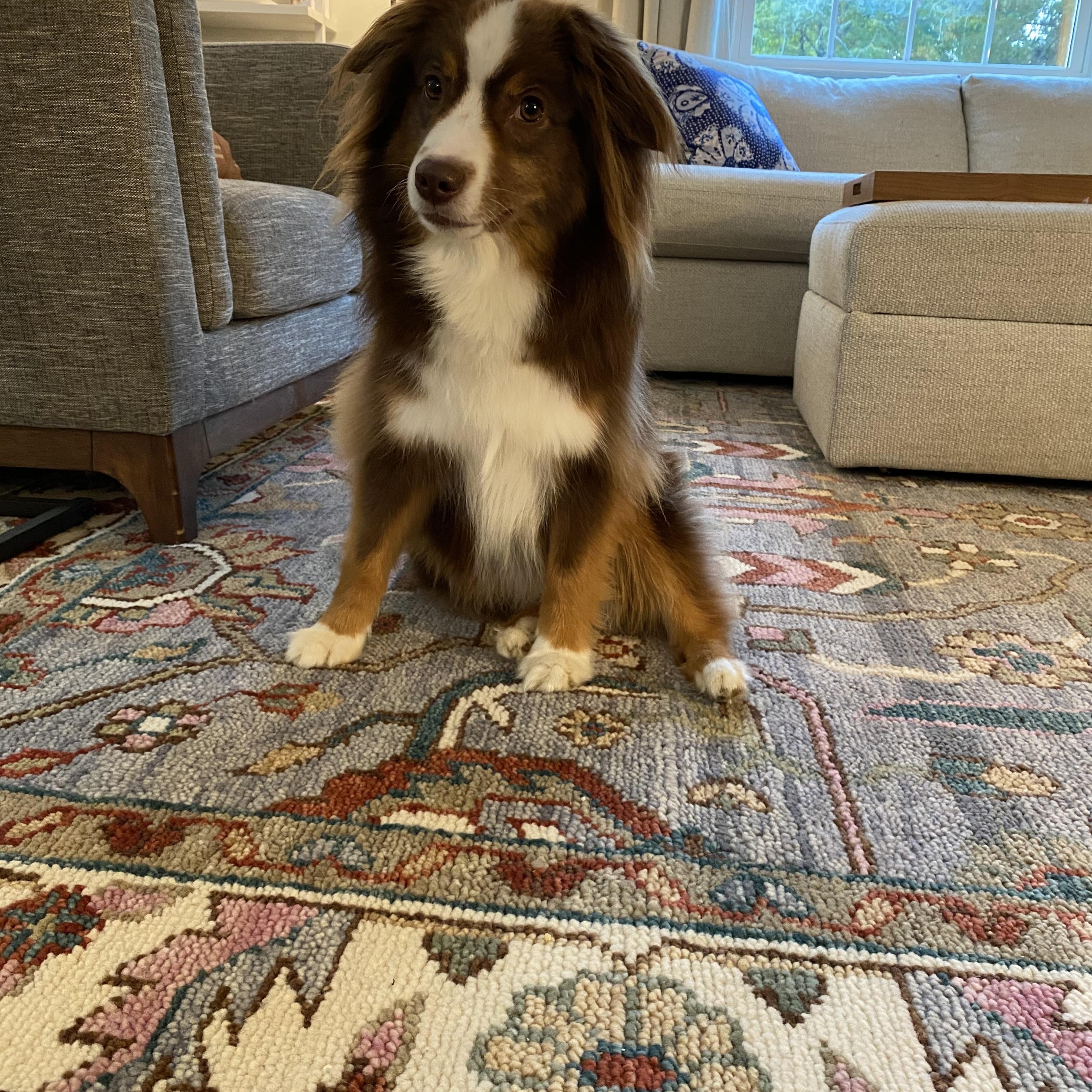 AIKO - COURTESY LISTING, a Adoptable Australian Shepherd in Richmond, VA image 3/3