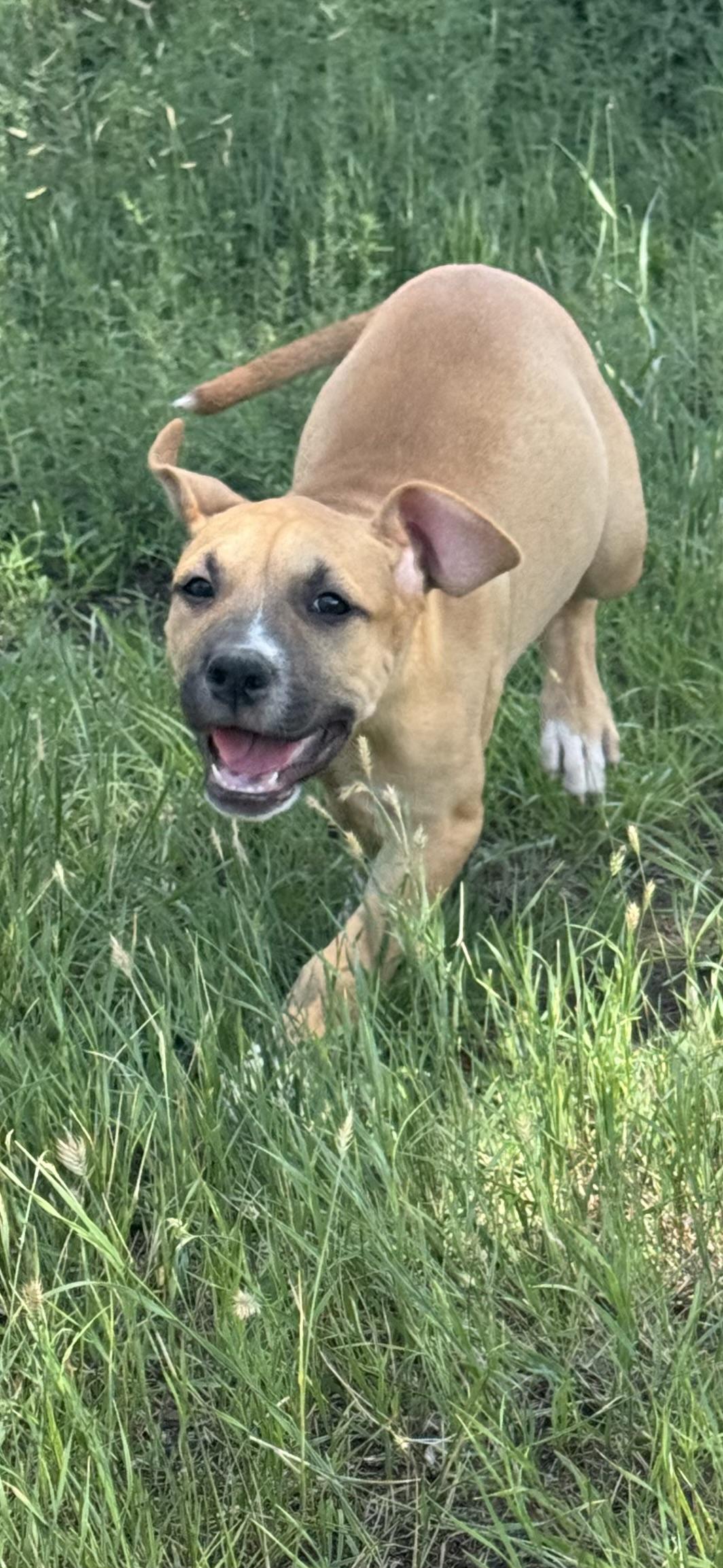 Enlarge Tricia, a Adopted Mixed Breed in Havre, MT image 1/3