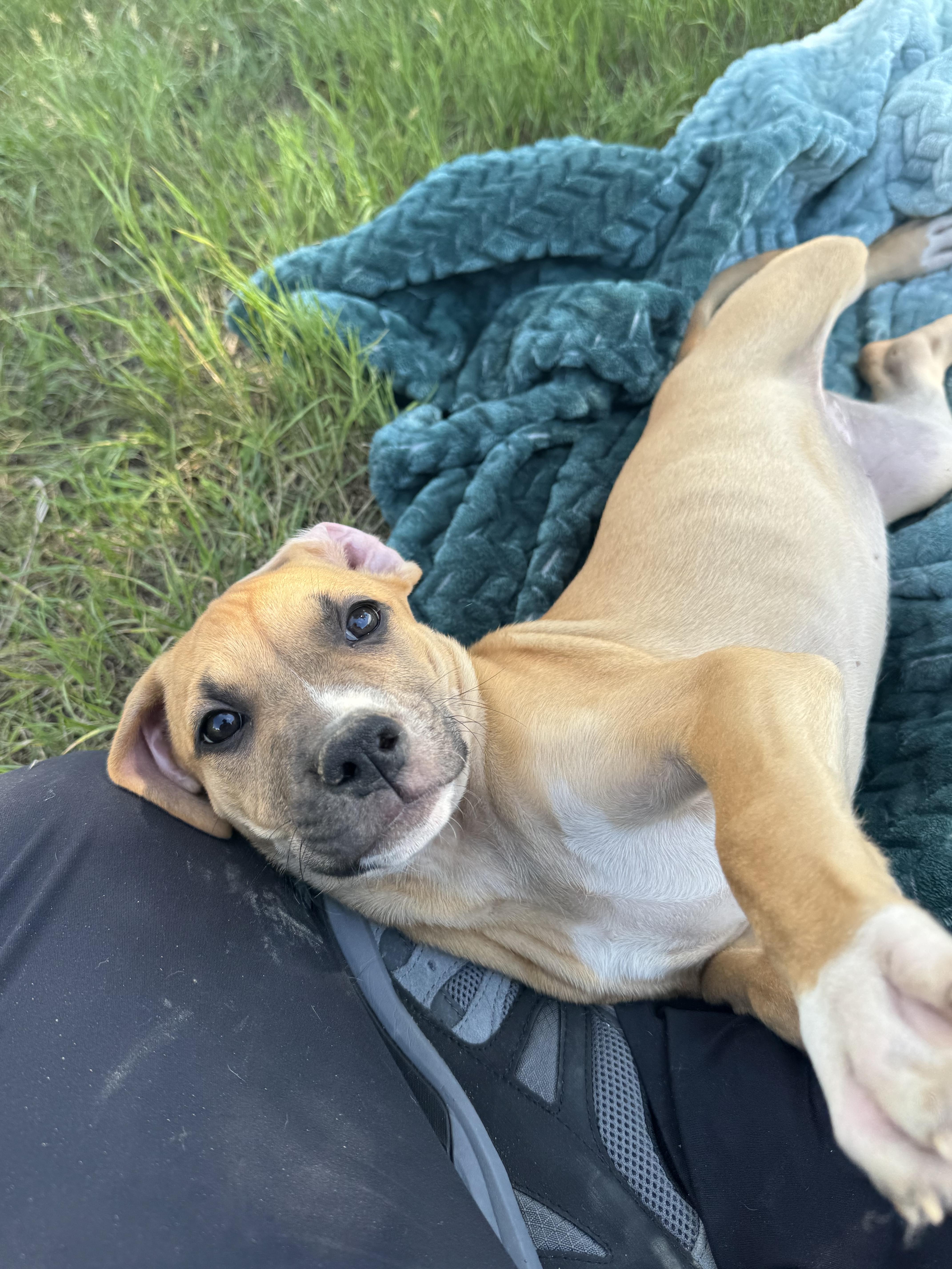 Enlarge Tricia, a Adopted Mixed Breed in Havre, MT image 2/3