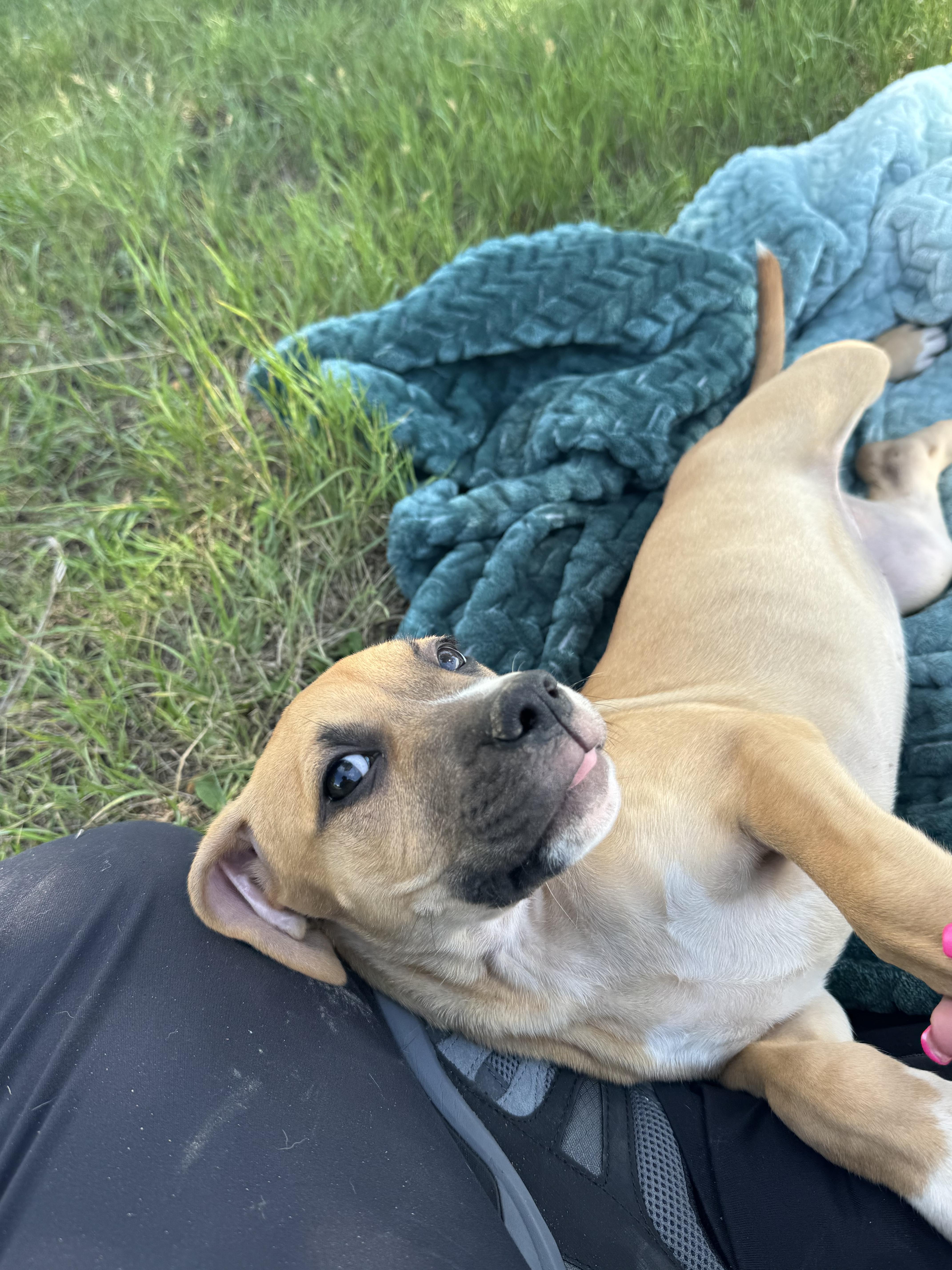 Enlarge Tricia, a Adopted Mixed Breed in Havre, MT image 3/3