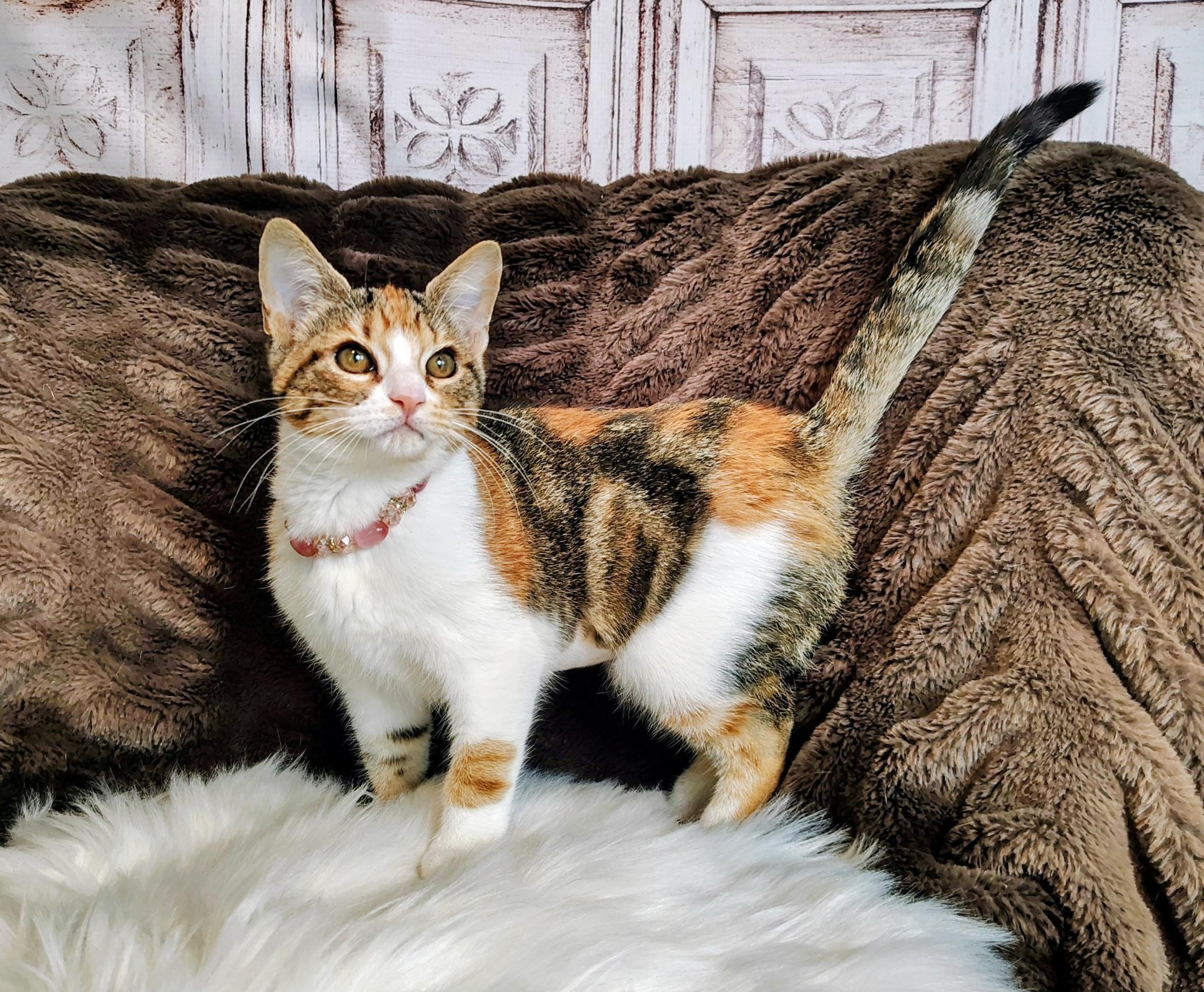 Autumn, a Adoptable mixed breed in Houston, TX image 1/6