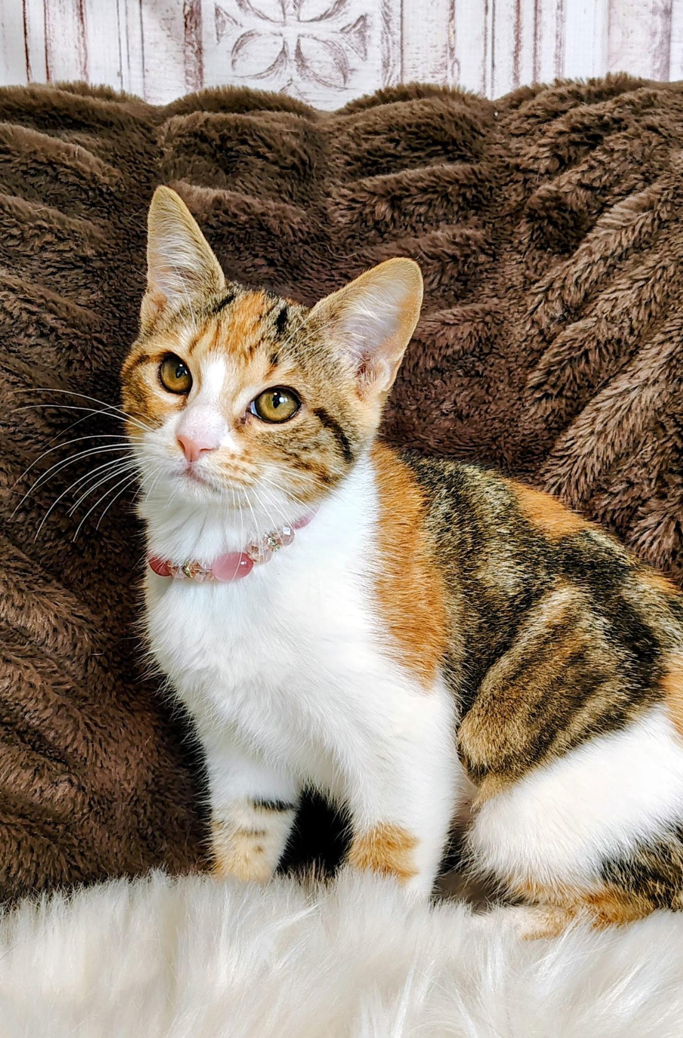 Autumn, a Adoptable mixed breed in Houston, TX image 2/6