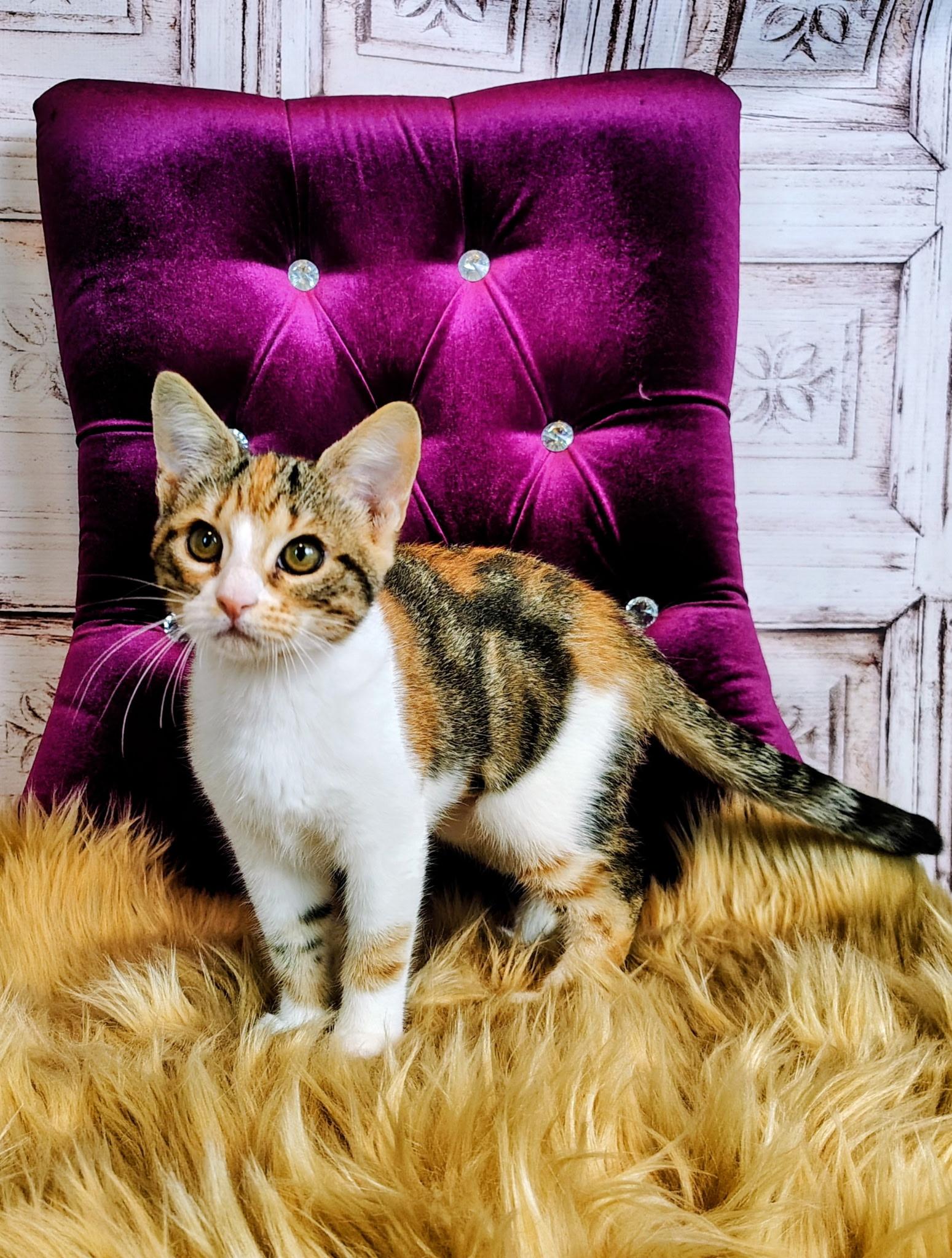 Autumn, a Adoptable mixed breed in Houston, TX image 3/6