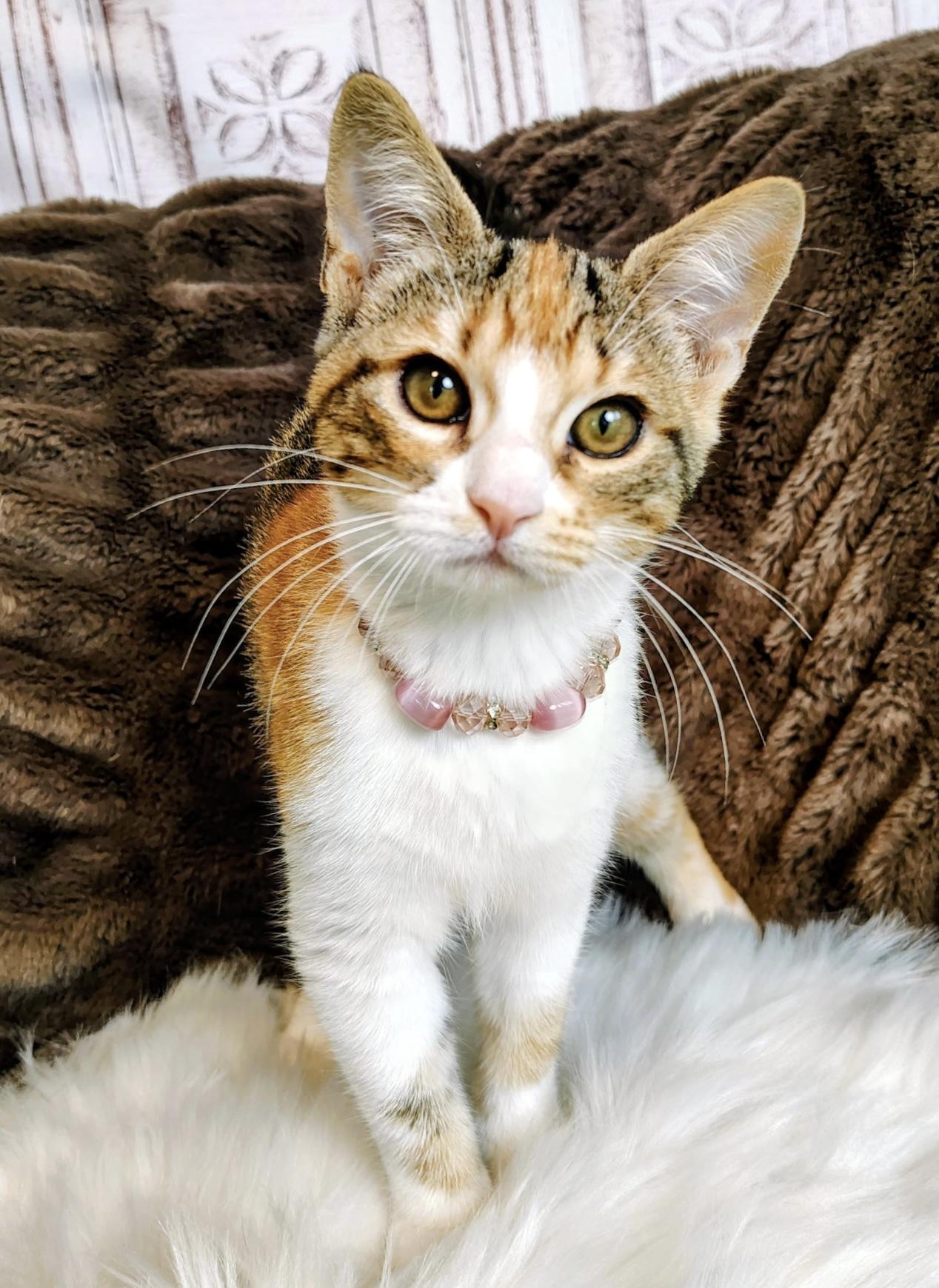 Autumn, a Adoptable mixed breed in Houston, TX image 4/6