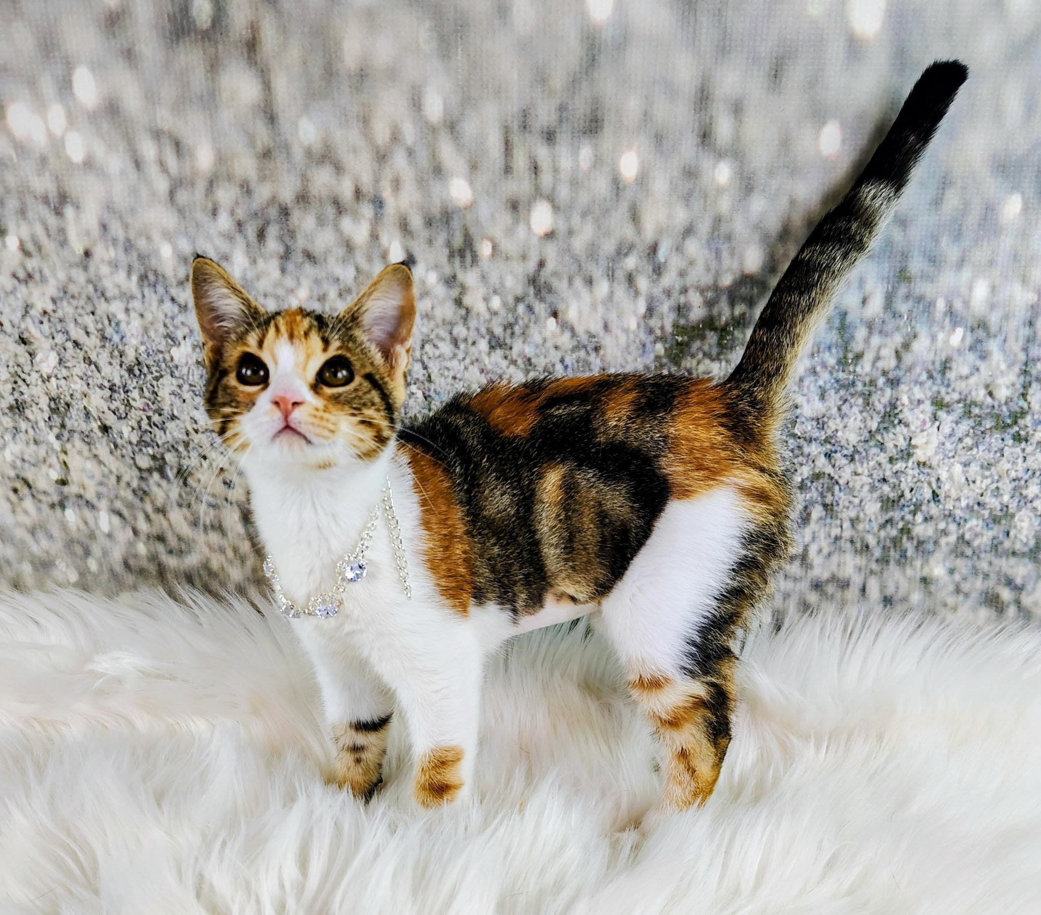 Autumn, a Adoptable mixed breed in Houston, TX image 5/6