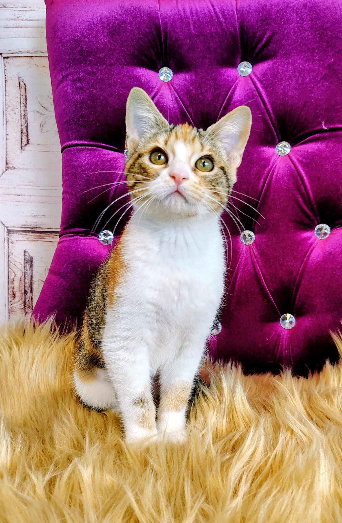 Autumn, a Adoptable mixed breed in Houston, TX image 6/6