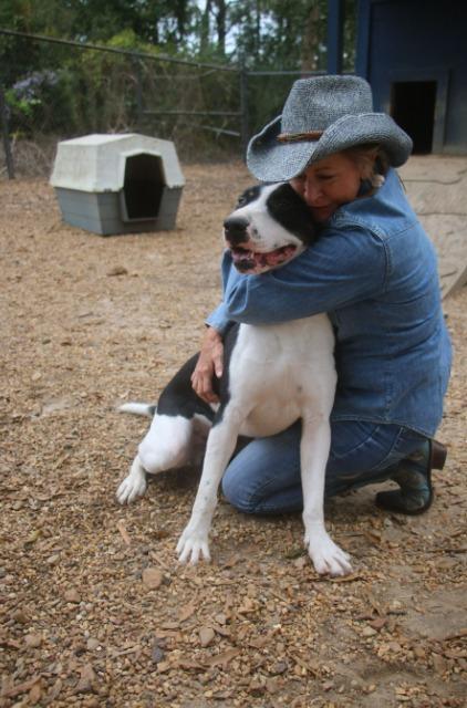 Bruno 25, Adoptable, Adult Male Labrador Retriever.