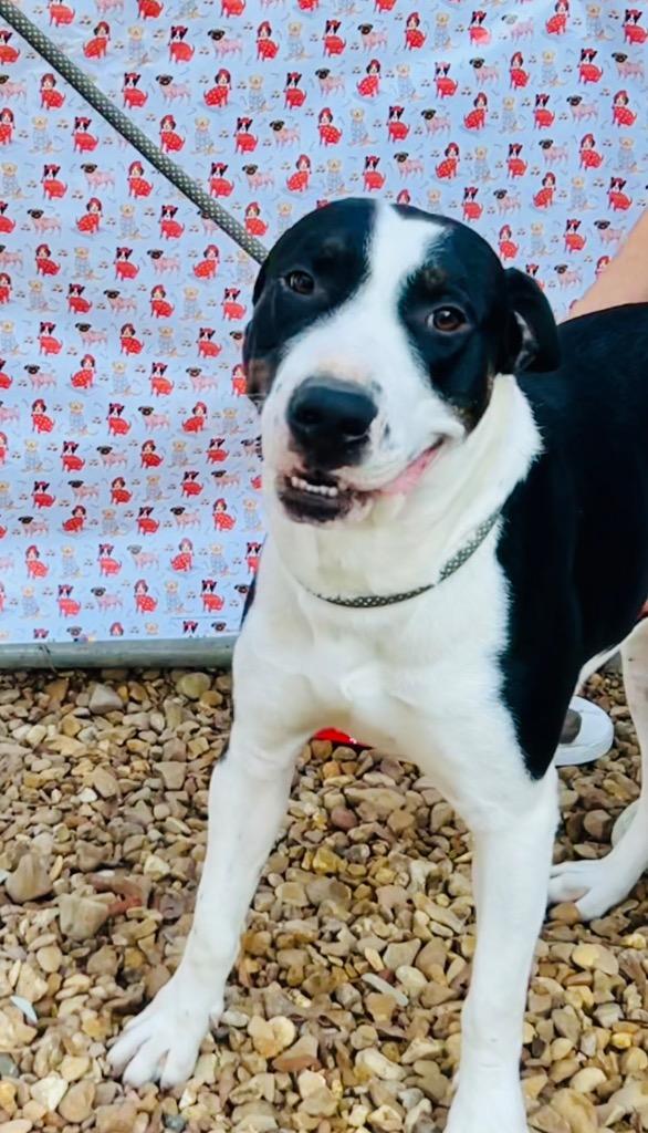 Bruno 25, a Adoptable mixed breed in Brookhaven, MS image 3/4