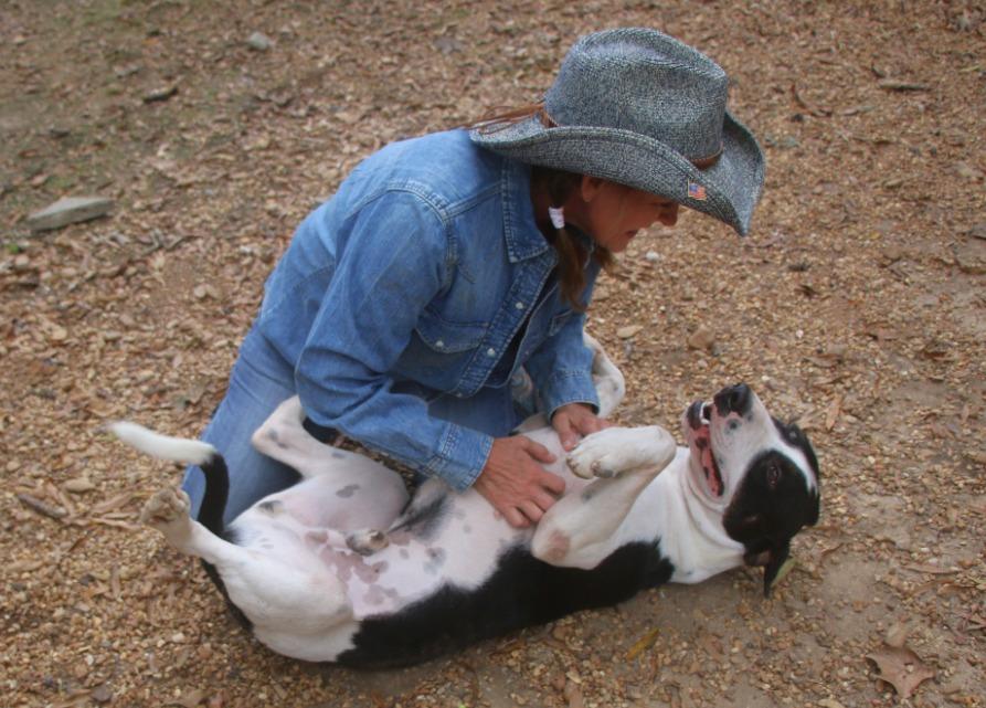 Bruno 25, a Adoptable mixed breed in Brookhaven, MS image 4/4