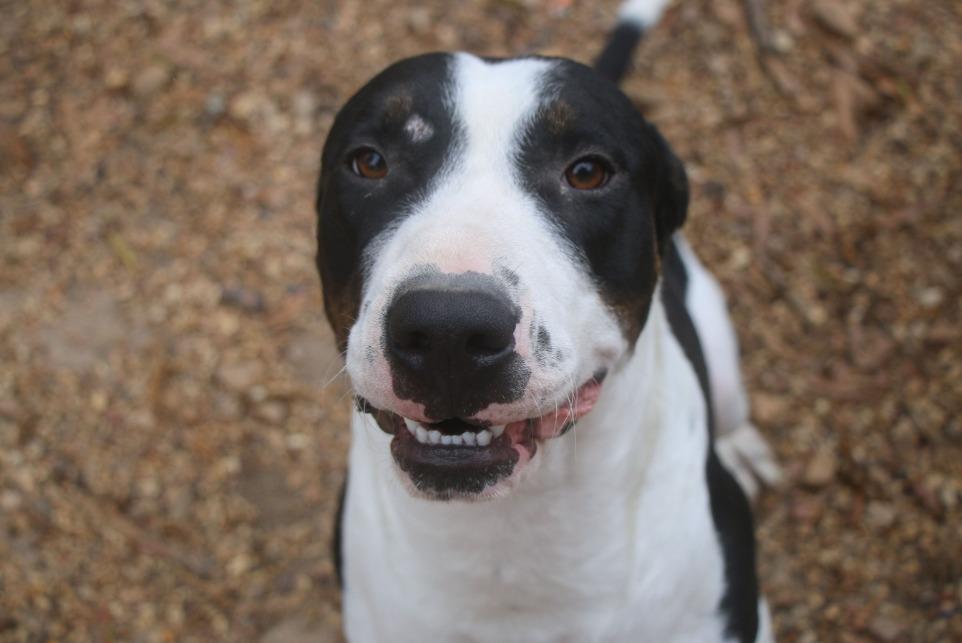 Bruno 25, Adoptable, Adult Male Labrador Retriever.