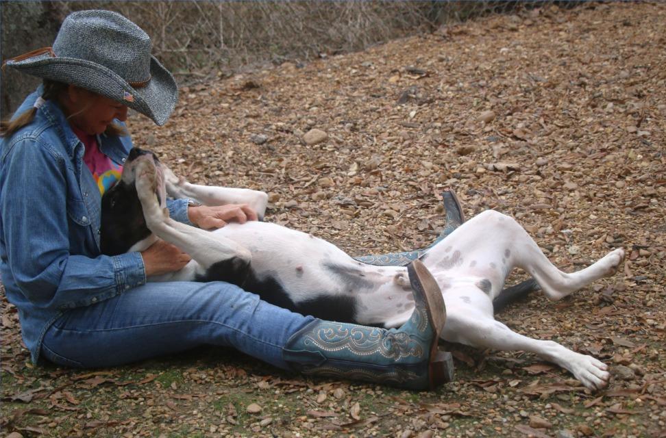 Enlarge Bruno 25, a Adoptable mixed breed in Brookhaven, MS image 2/4