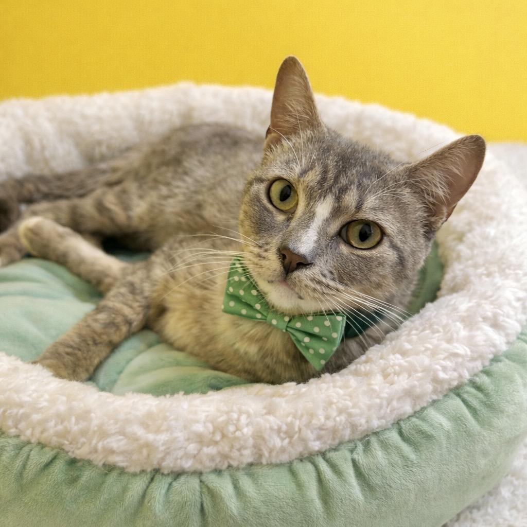 Enlarge Pollack, a Adoptable mixed breed in Binghamton, NY image 2/3