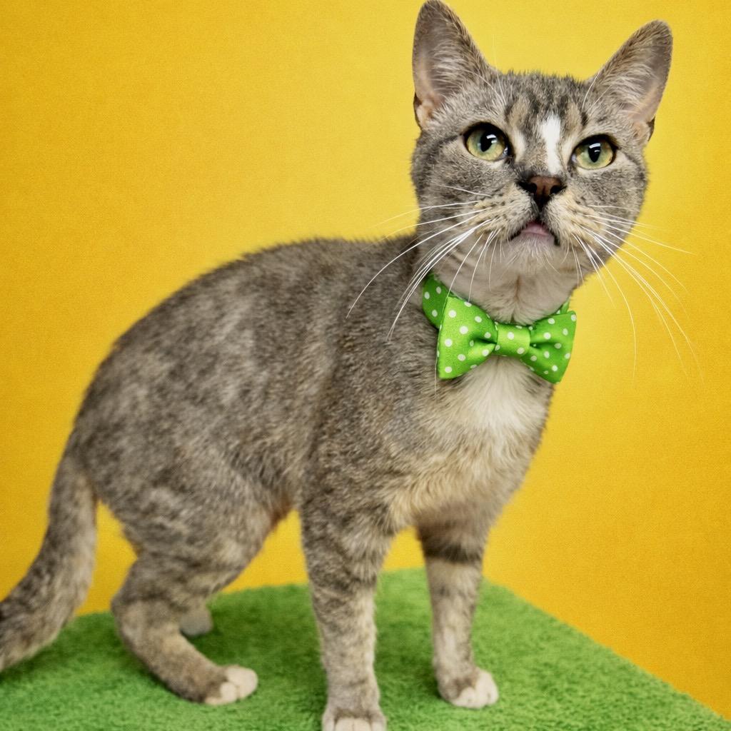 Enlarge Pollack, a Adoptable mixed breed in Binghamton, NY image 3/3