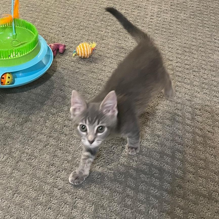 Razzles and Zotz, Baby Male Domestic Short Hair