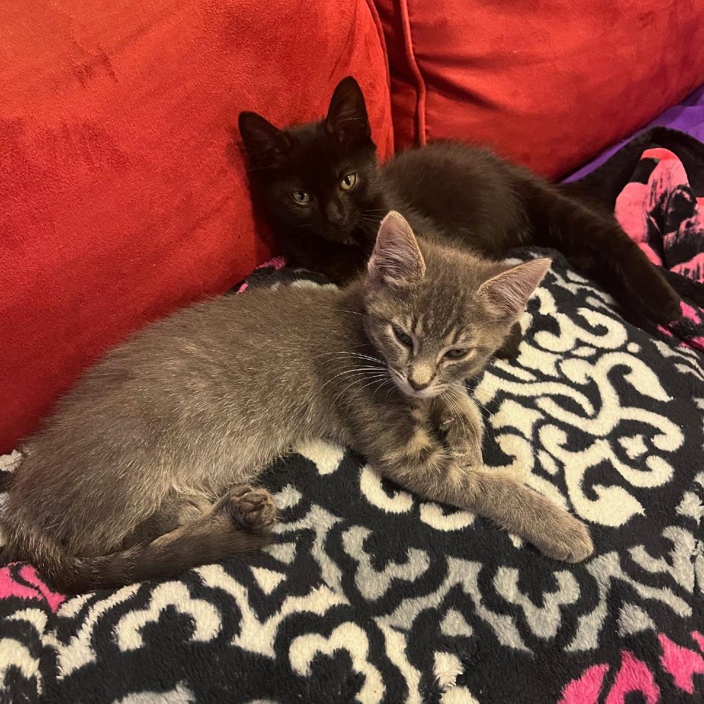 Razzles and Zotz photo 3