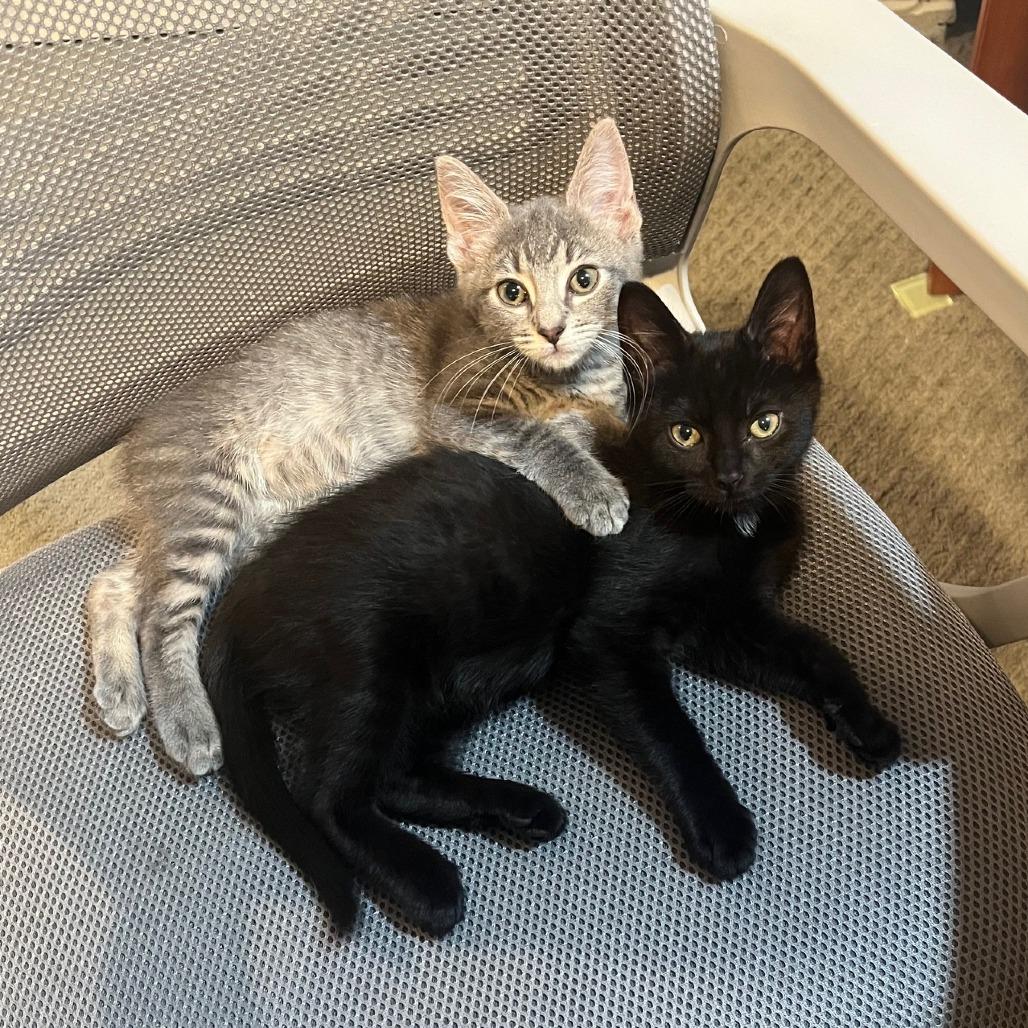 Razzles and Zotz photo 4