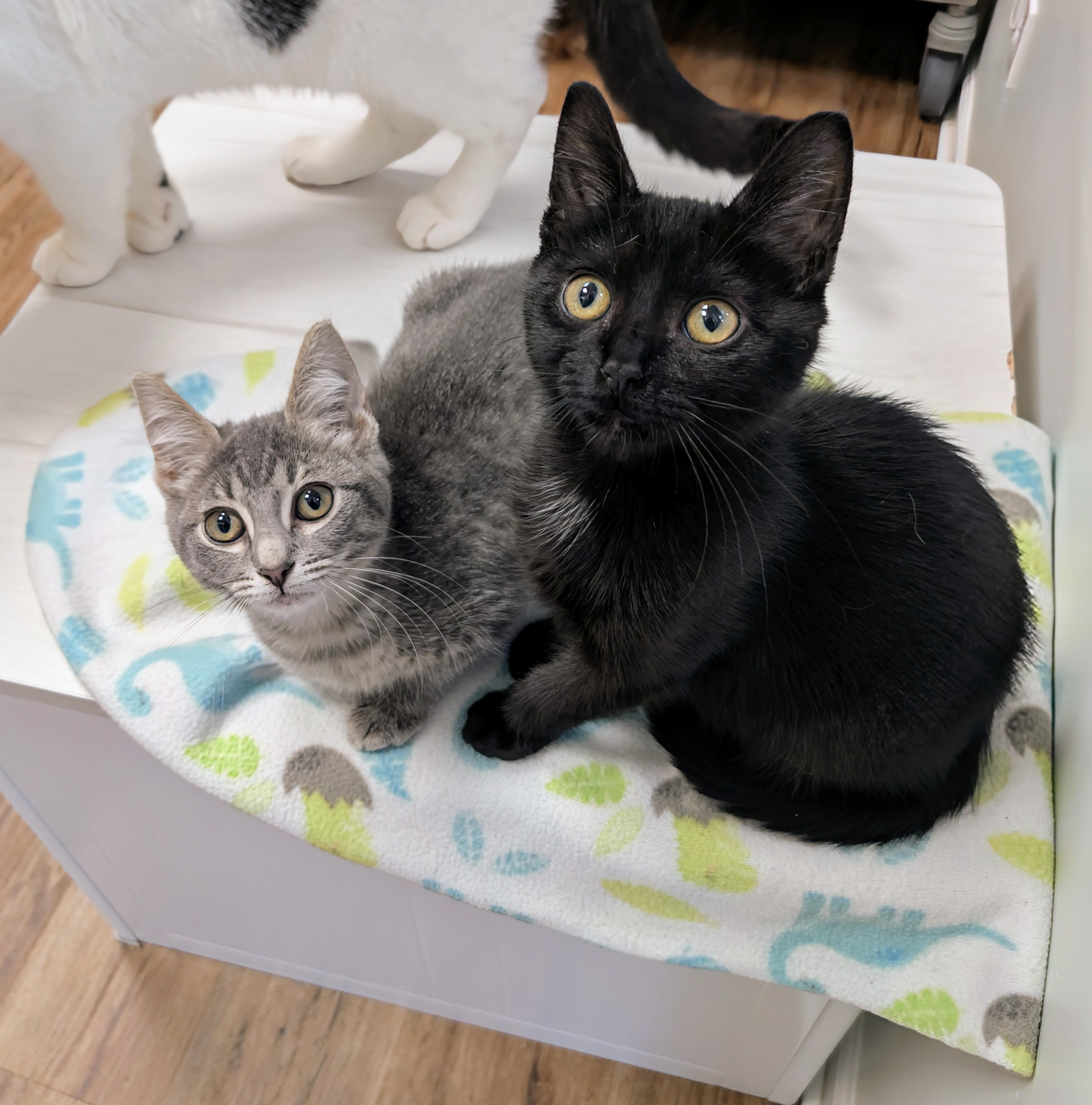 Razzles and Zotz photo 2