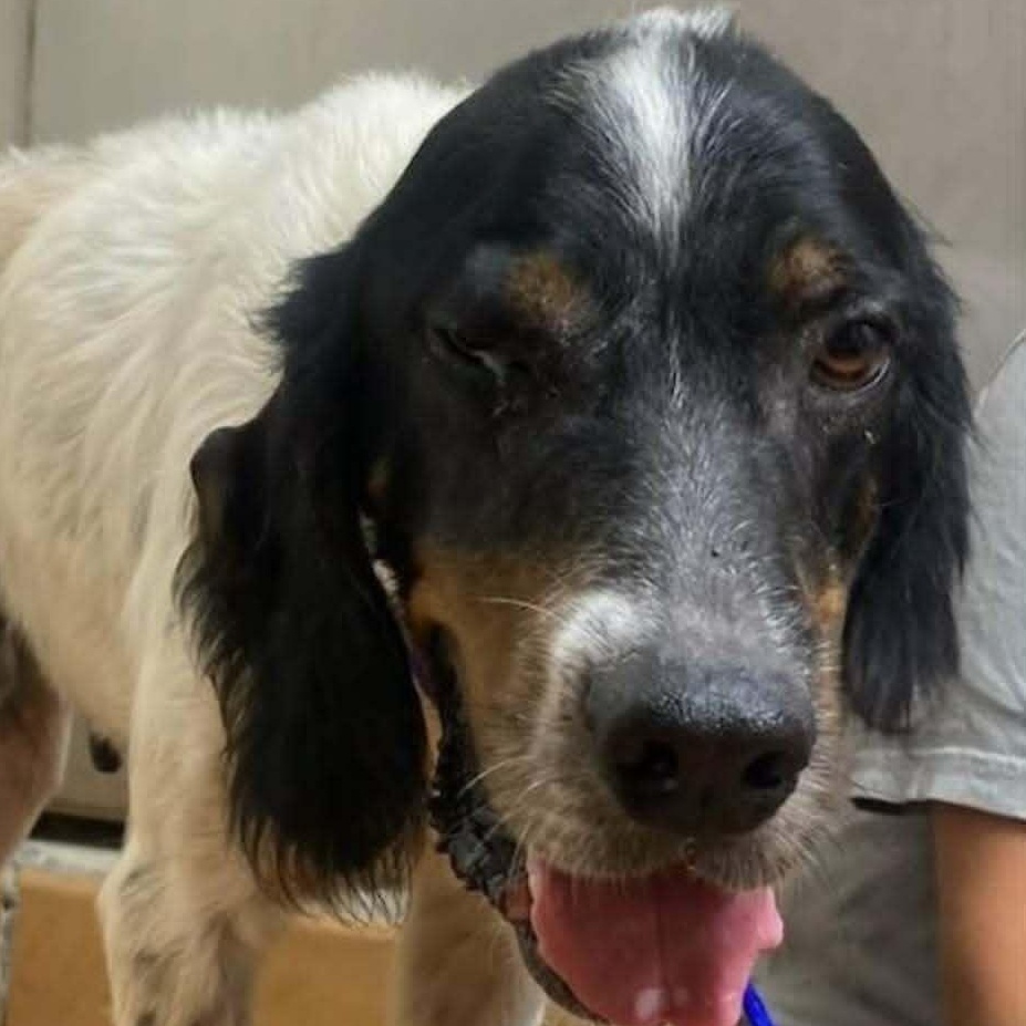 Gene Parmesan, Adoptable, Adult Male English Setter.