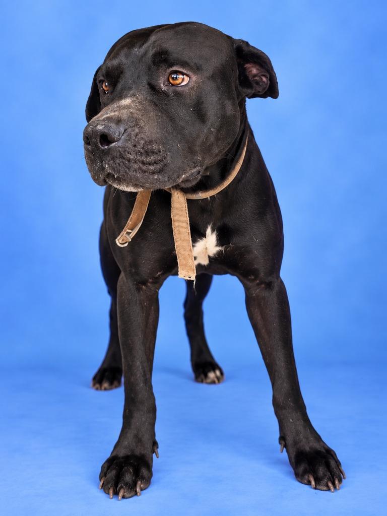 Big John, Adoptable, Young Male American Staffordshire Terrier.