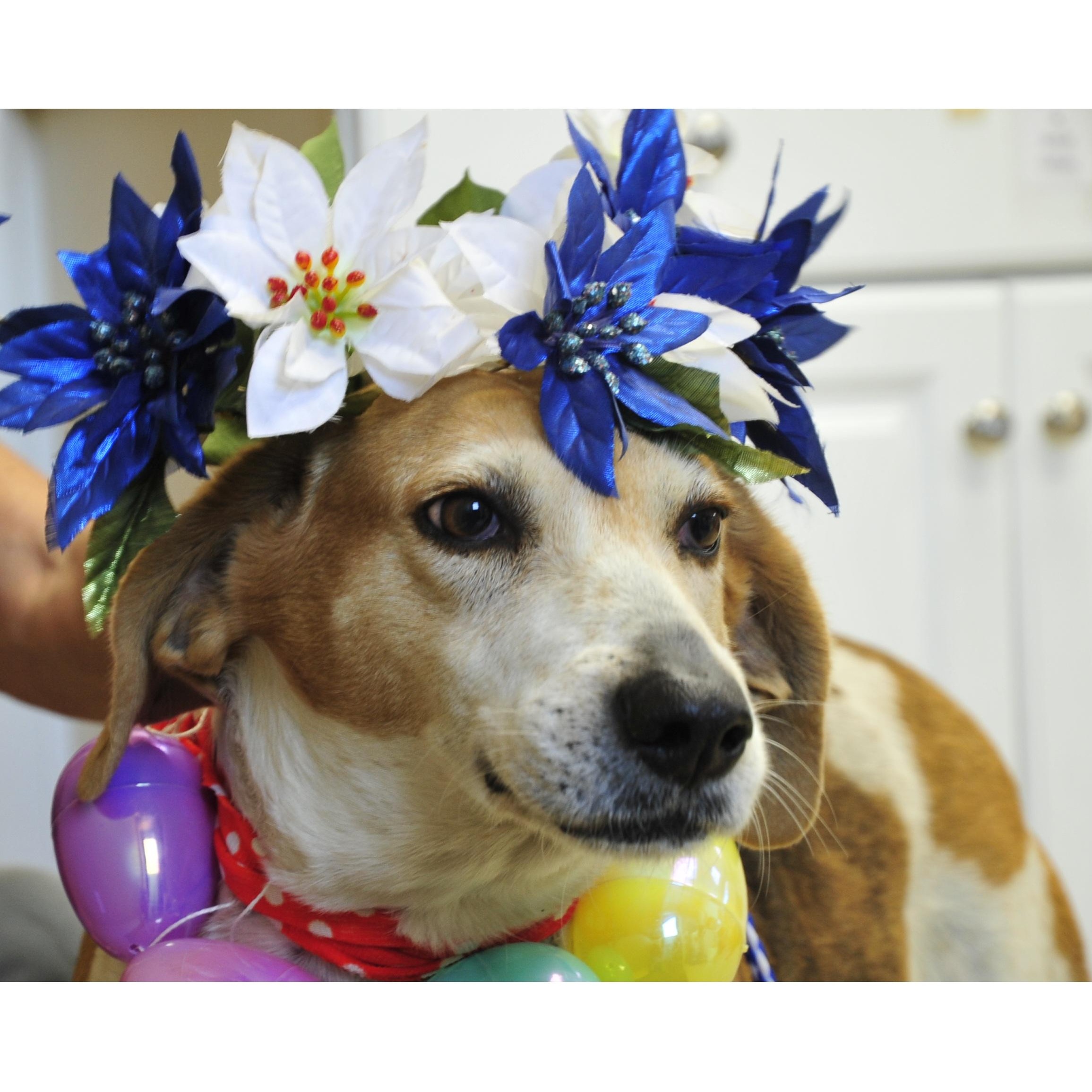 Enlarge Big Bertha, a Adoptable mixed breed in Clarksville, VA image 2/6