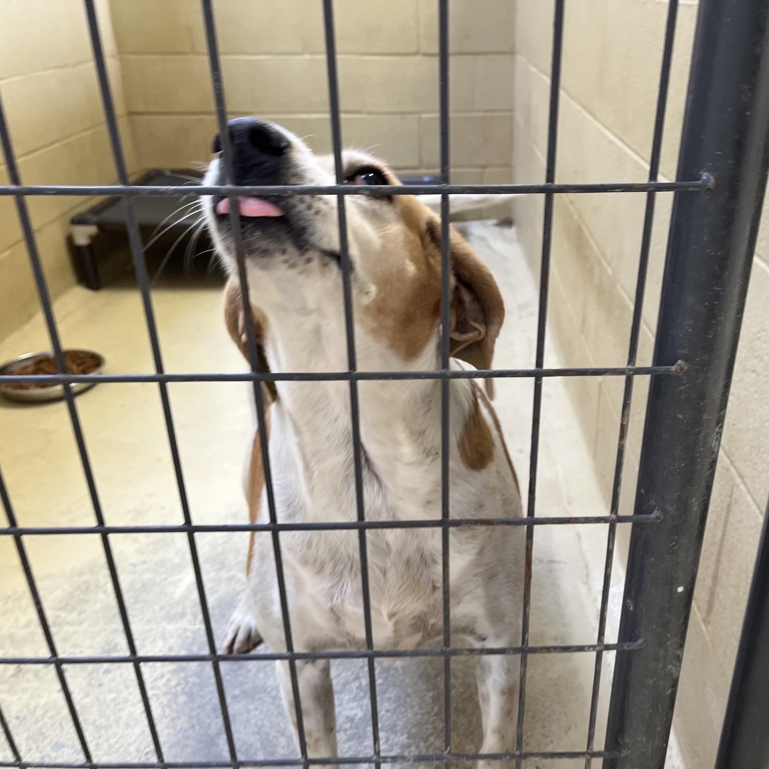 Enlarge Big Bertha, a Adoptable mixed breed in Clarksville, VA image 5/6