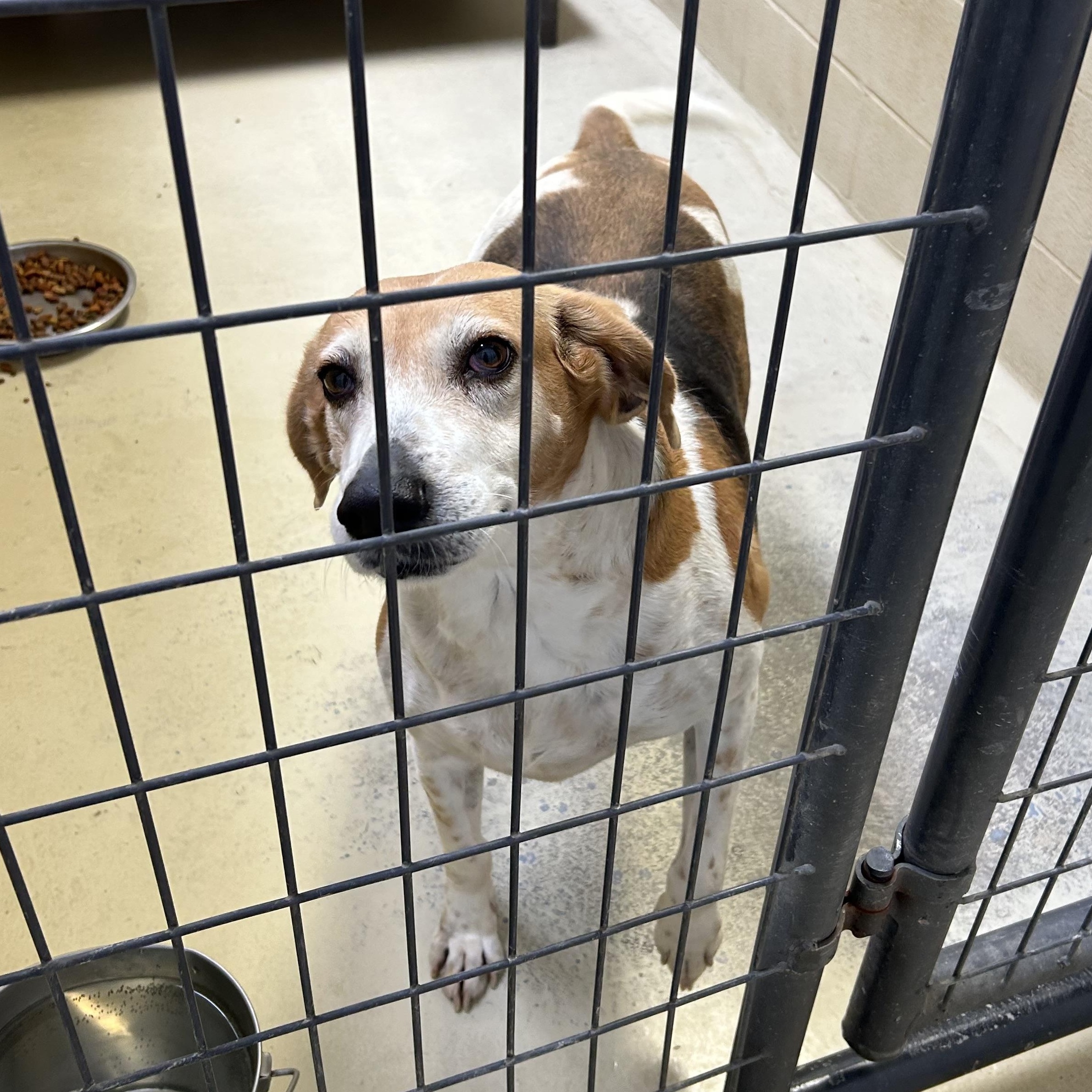 Enlarge Big Bertha, a Adoptable mixed breed in Clarksville, VA image 4/6