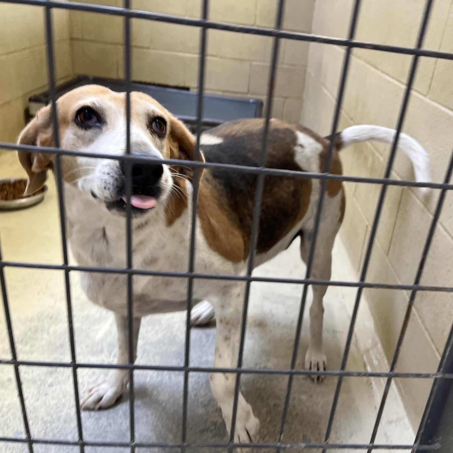 Enlarge Big Bertha, a Adoptable mixed breed in Clarksville, VA image 6/6