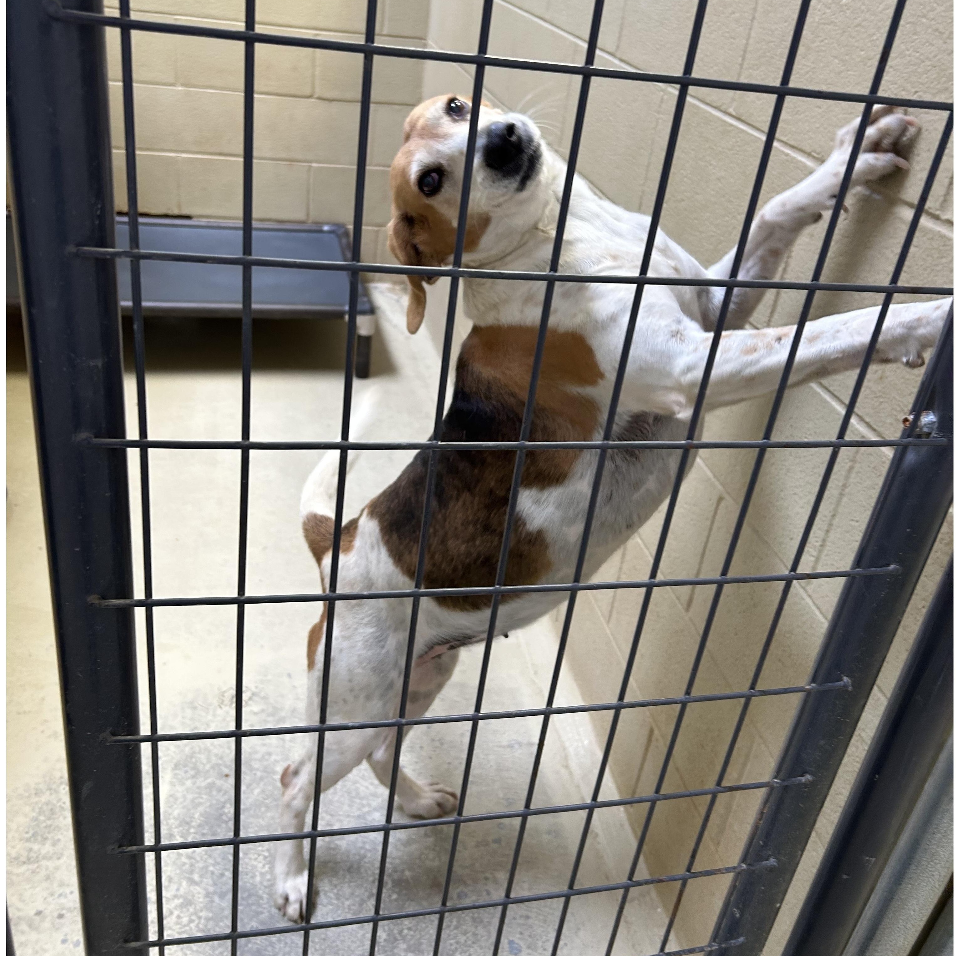 Enlarge Big Bertha, a Adoptable mixed breed in Clarksville, VA image 1/6