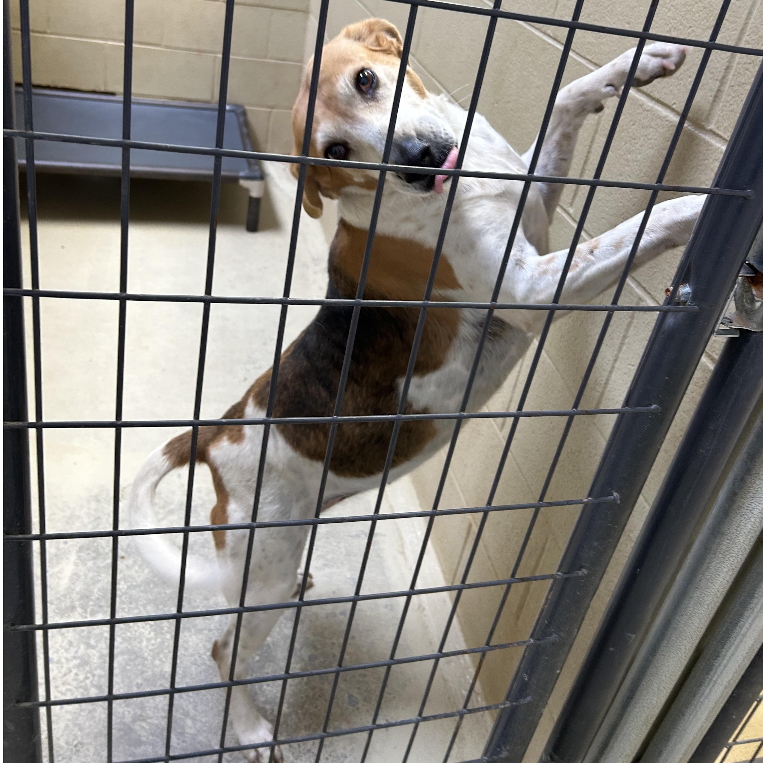 Enlarge Big Bertha, a Adoptable mixed breed in Clarksville, VA image 3/6