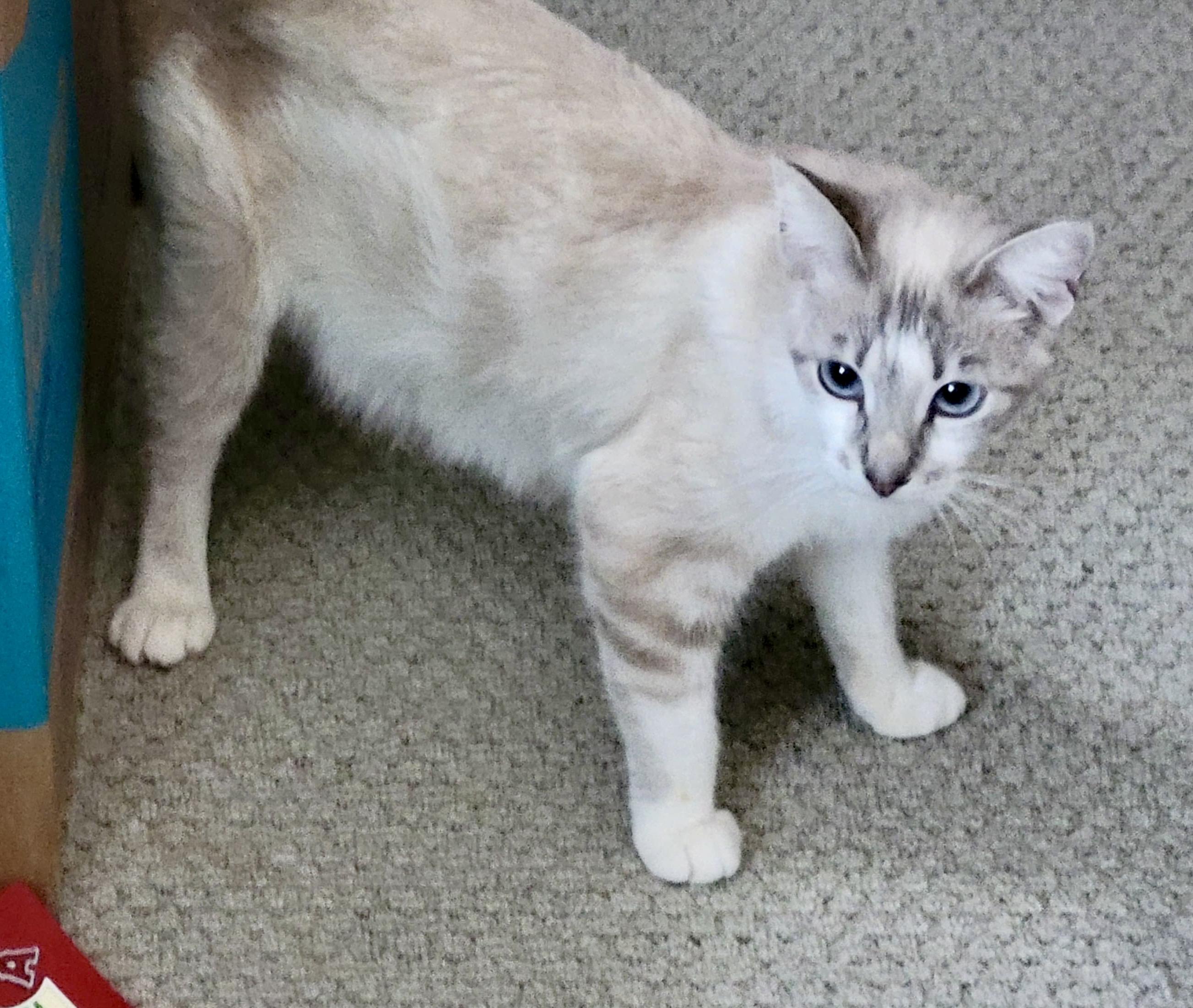Madame Wong, a Adoptable Siamese in San Juan Capistrano, CA image 4/6