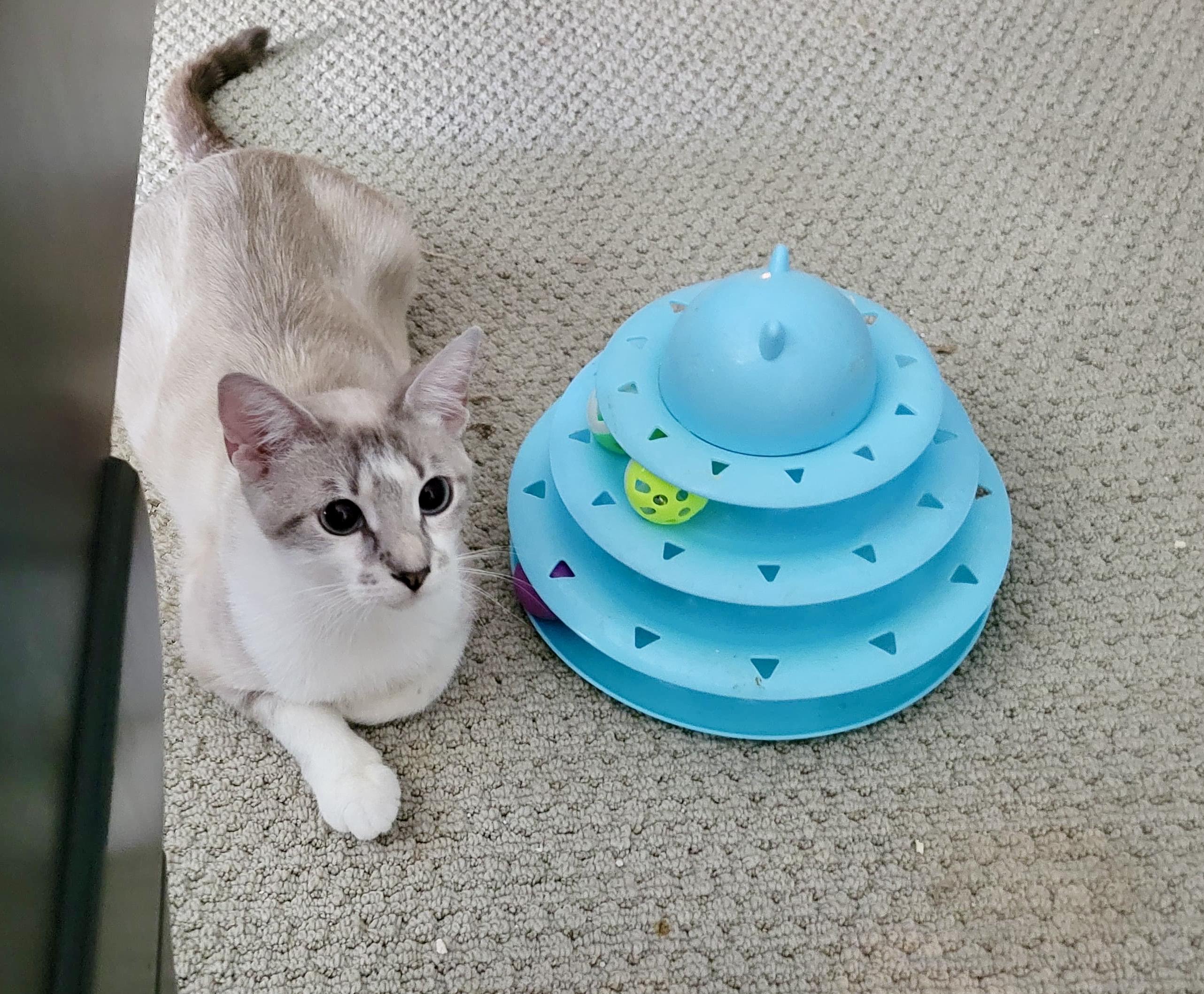 Madame Wong, a Adoptable Siamese in San Juan Capistrano, CA image 6/6