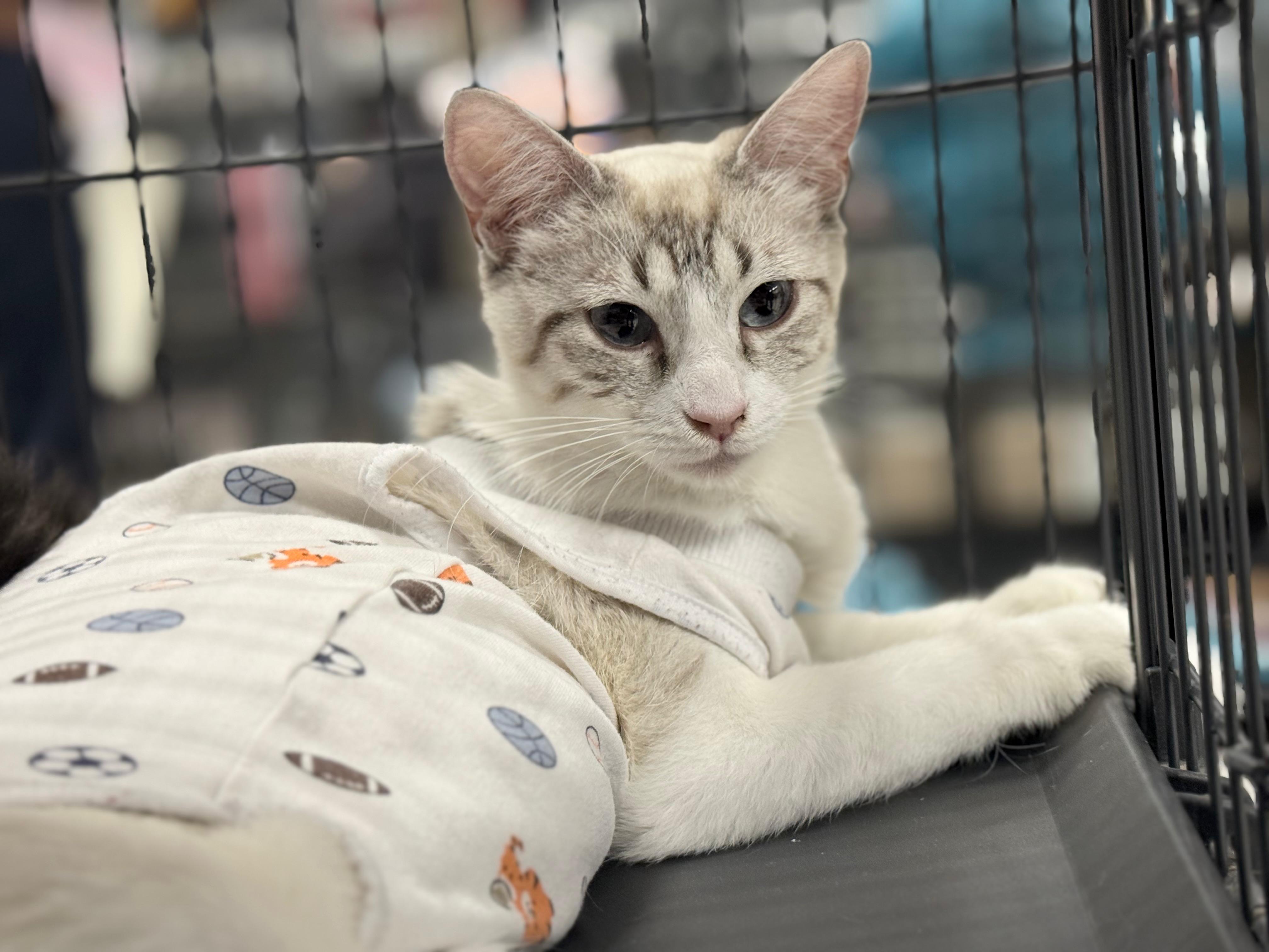Madame Wong, a Adoptable Siamese in San Juan Capistrano, CA image 3/6