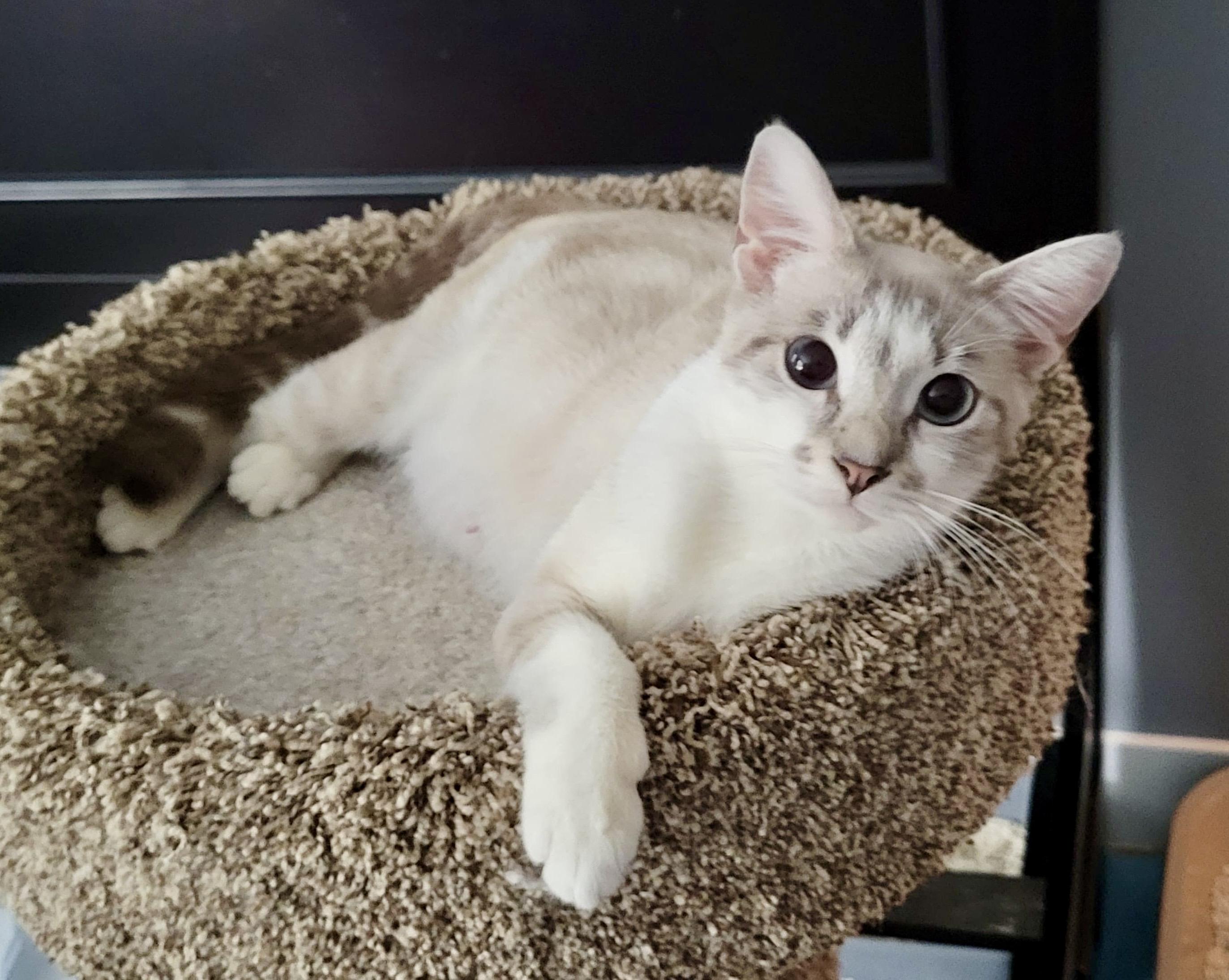 Madame Wong, Adoptable, Adult Female Siamese.