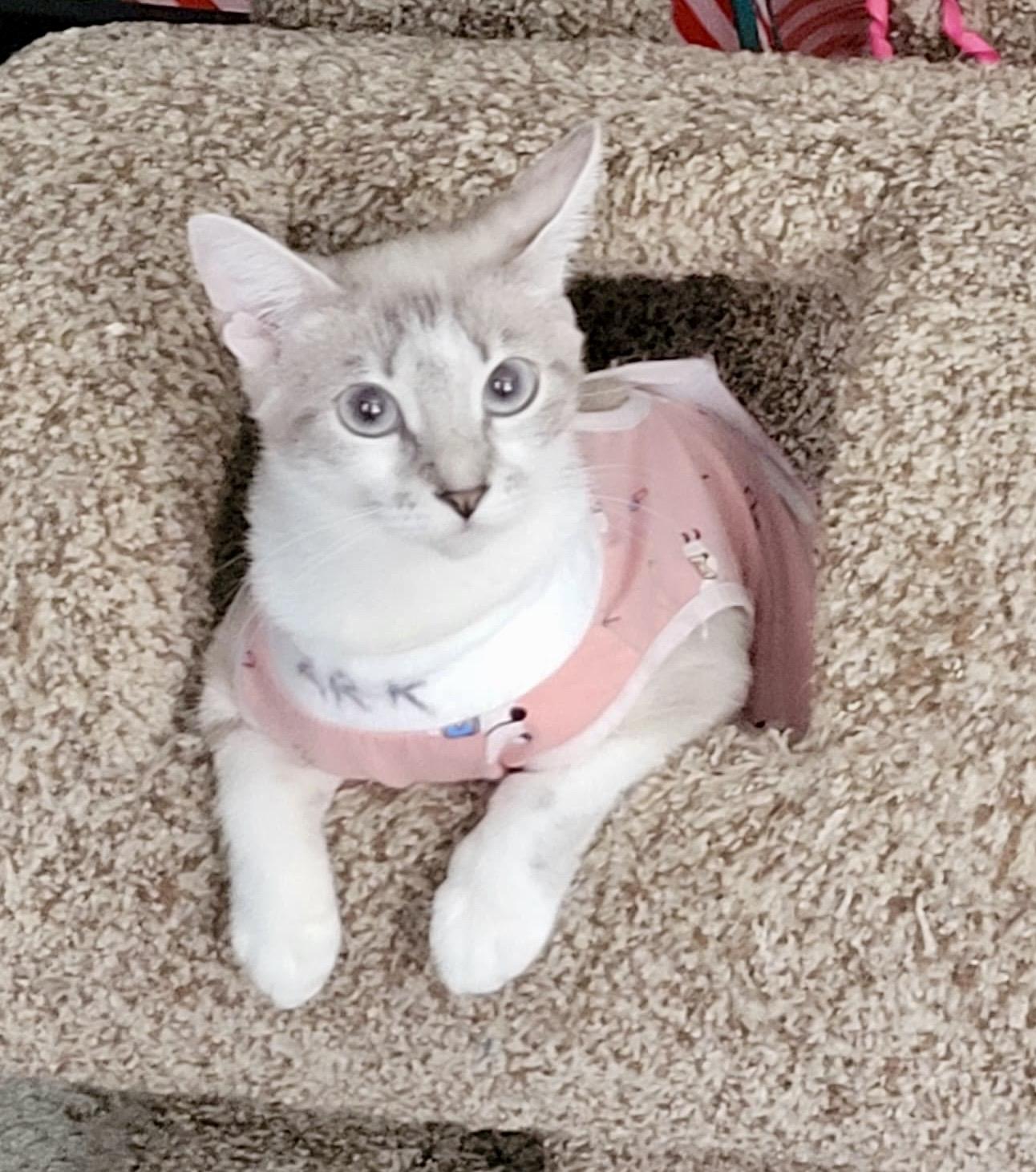Madame Wong, a Adoptable Siamese in San Juan Capistrano, CA image 2/6