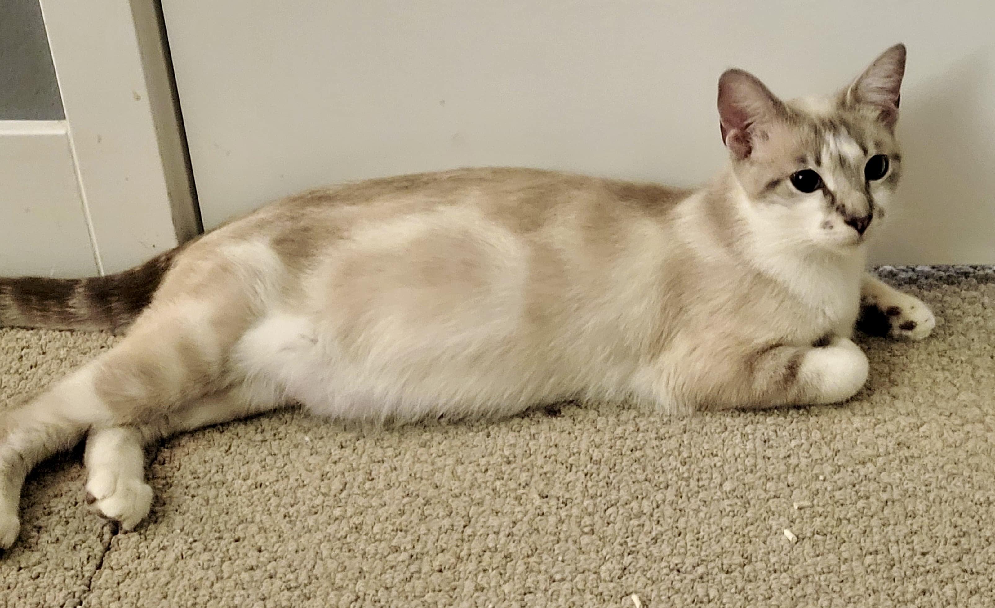 Madame Wong, a Adoptable Siamese in San Juan Capistrano, CA image 5/6
