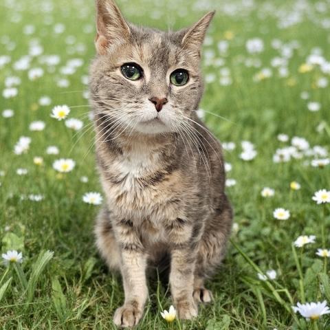 Enlarge KINDRA, a Adoptable Domestic Short Hair in Clinton Township, MI image 1/1