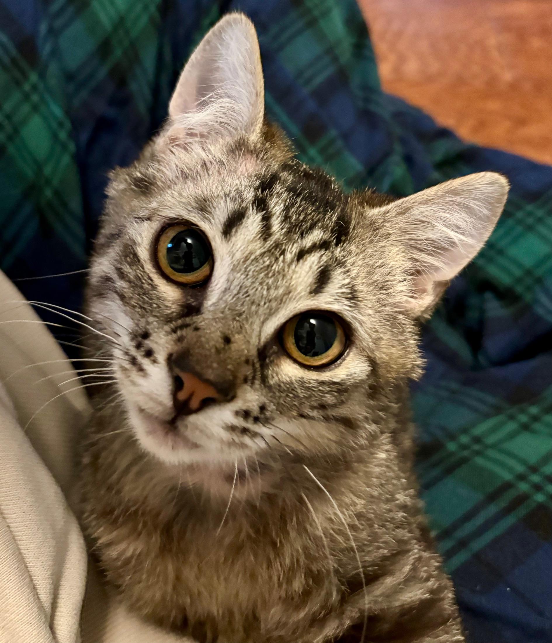 Enlarge Prince of Purring, an adoptable Domestic Short Hair in Highland Park, NJ image 4/4